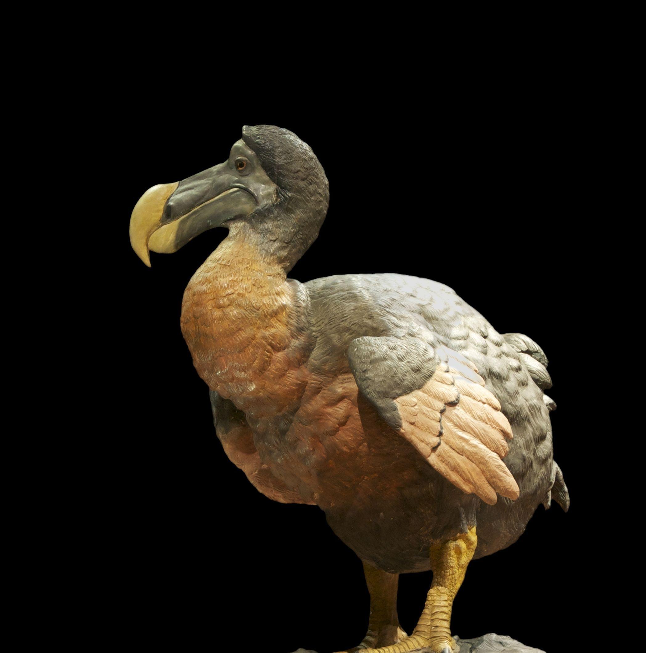 a picture of a real dodo bird