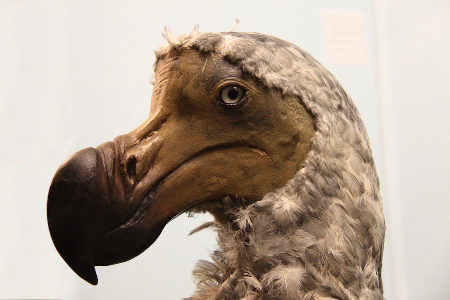 In Photo: The Famous Flightless Dodo Bird