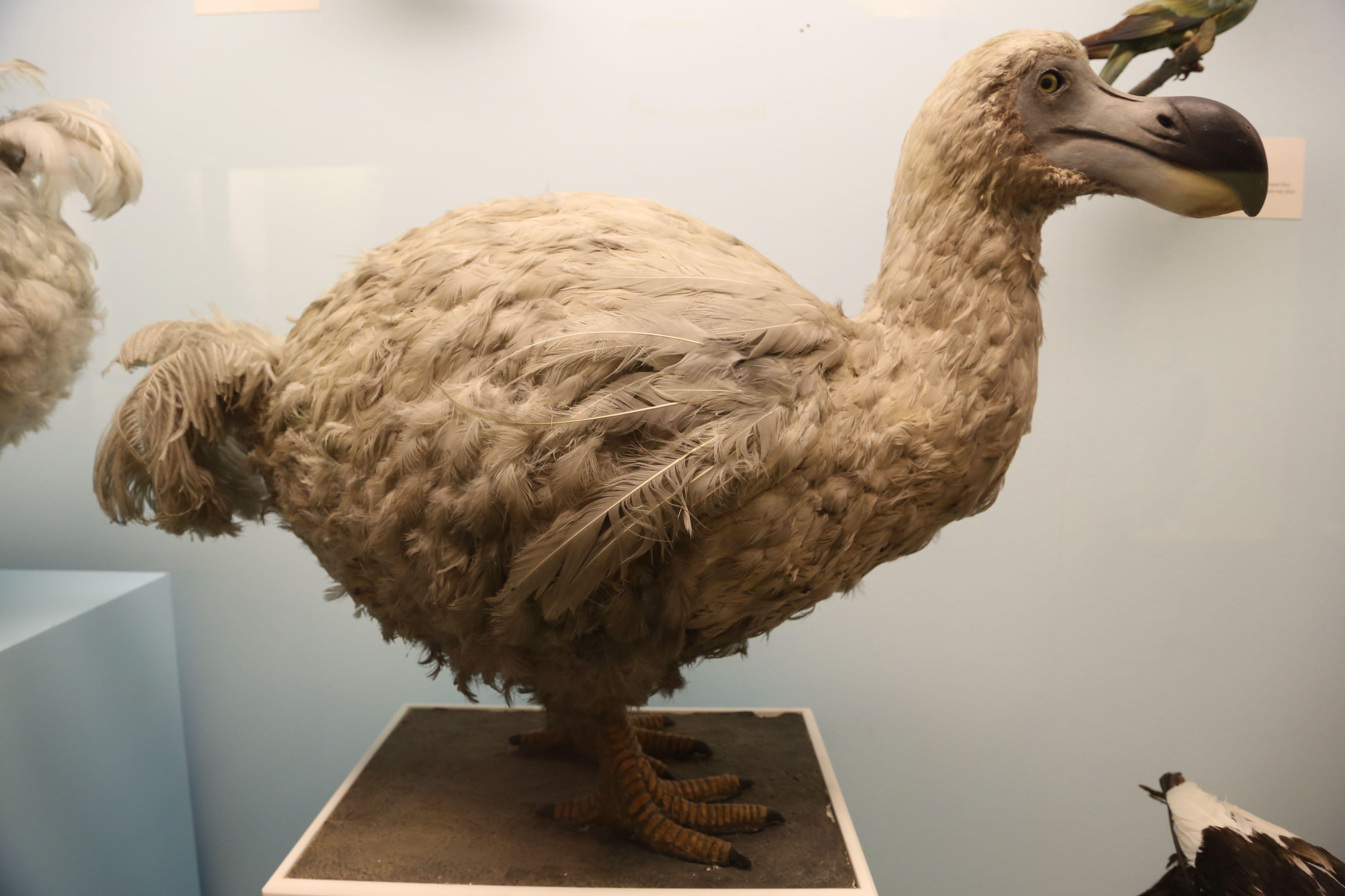 pic of dodo bird