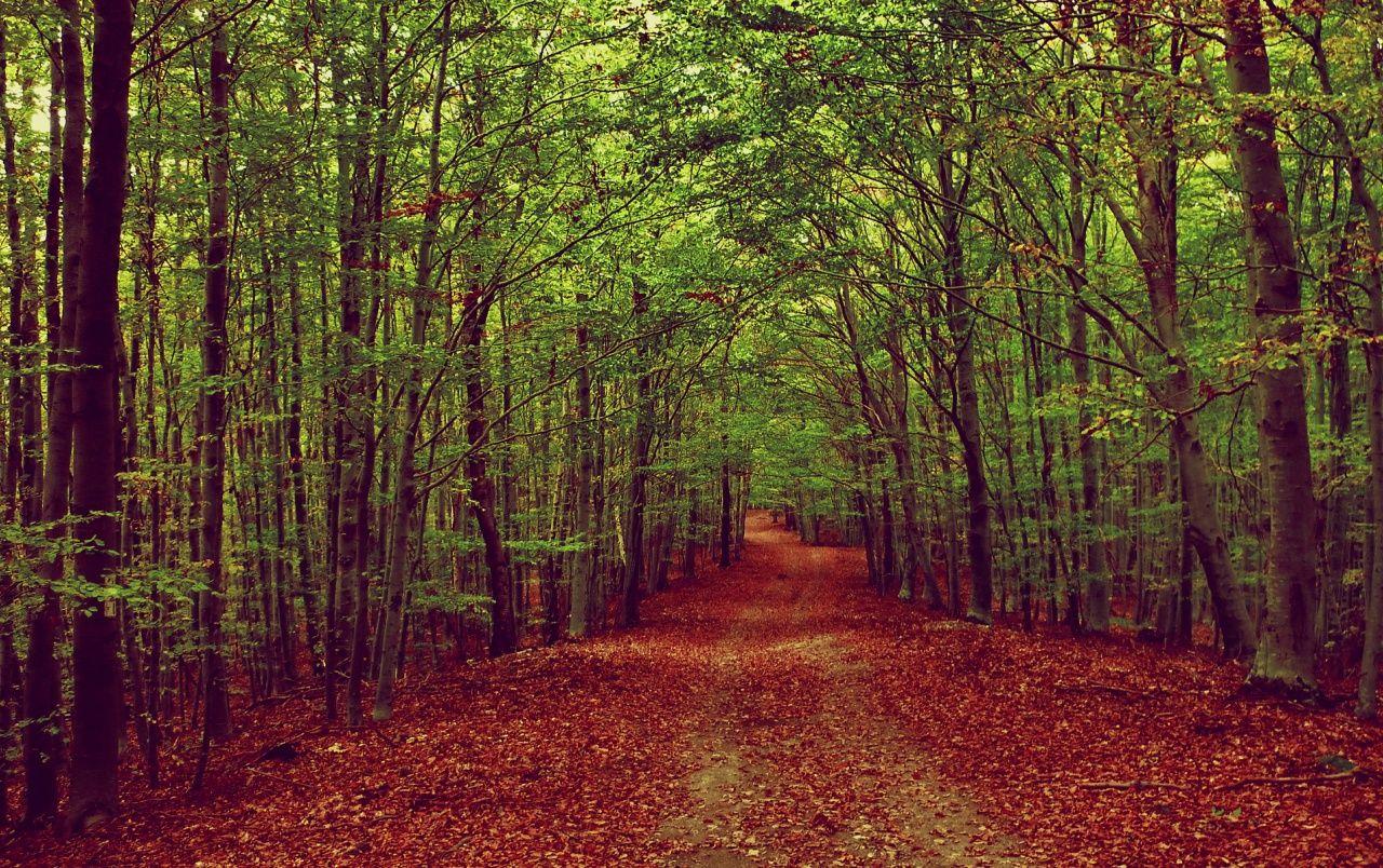 Wallpapere Gros Green Forest Red Carpet. Gros Green Forest Red