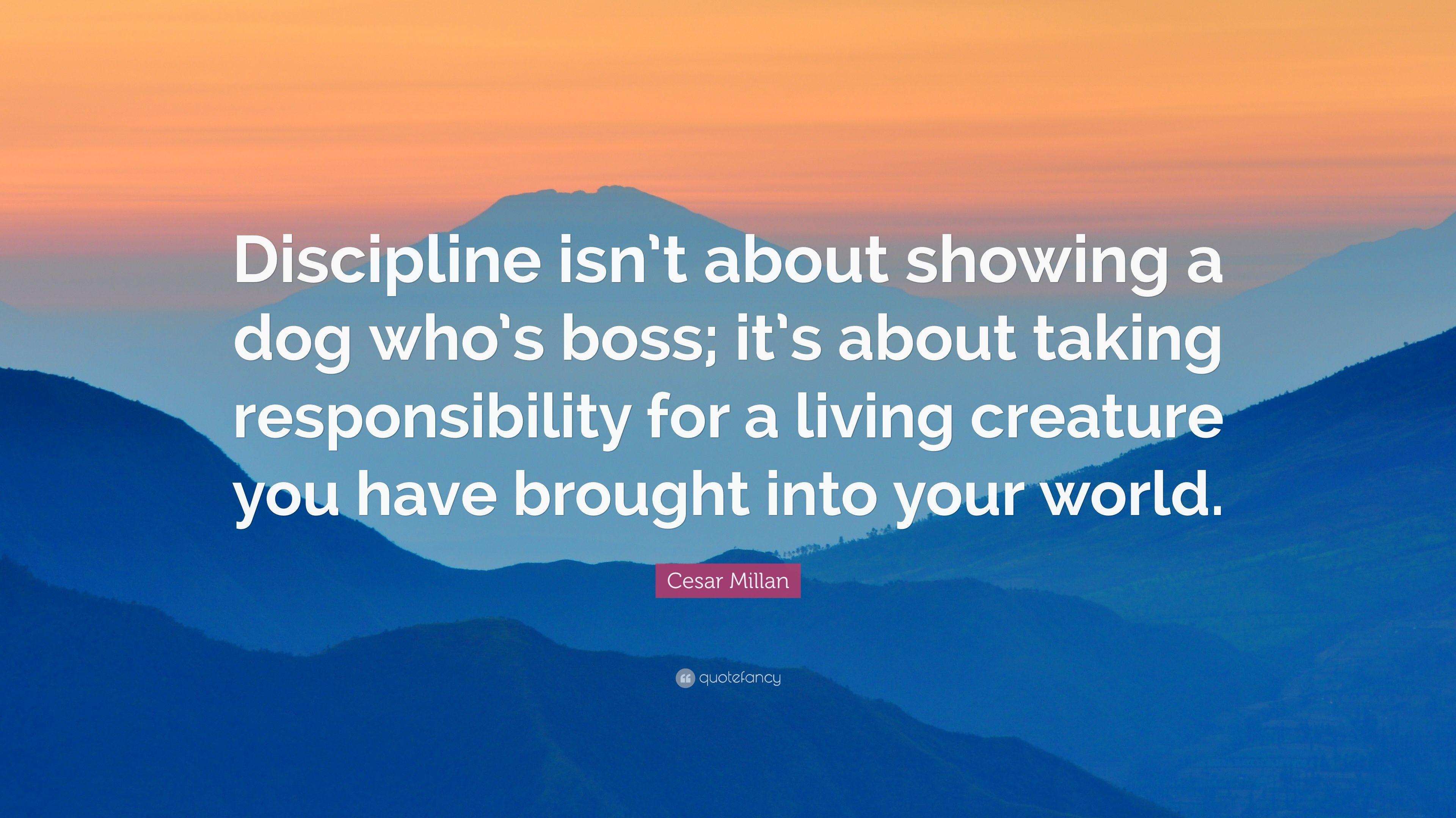 Cesar Millan Quote: “Discipline isn't about showing a dog who's boss