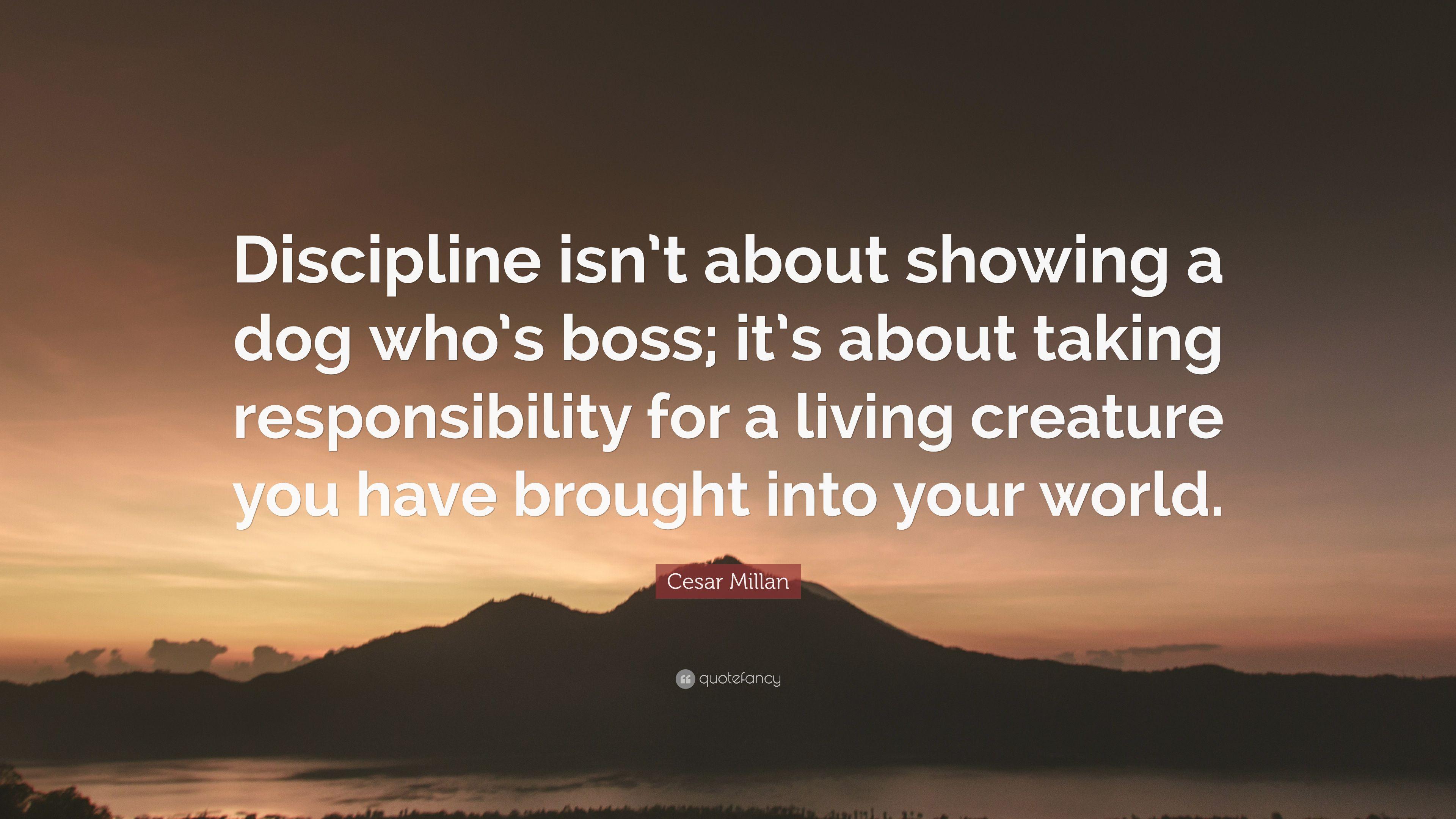 Cesar Millan Quote: “Discipline isn't about showing a dog who's boss