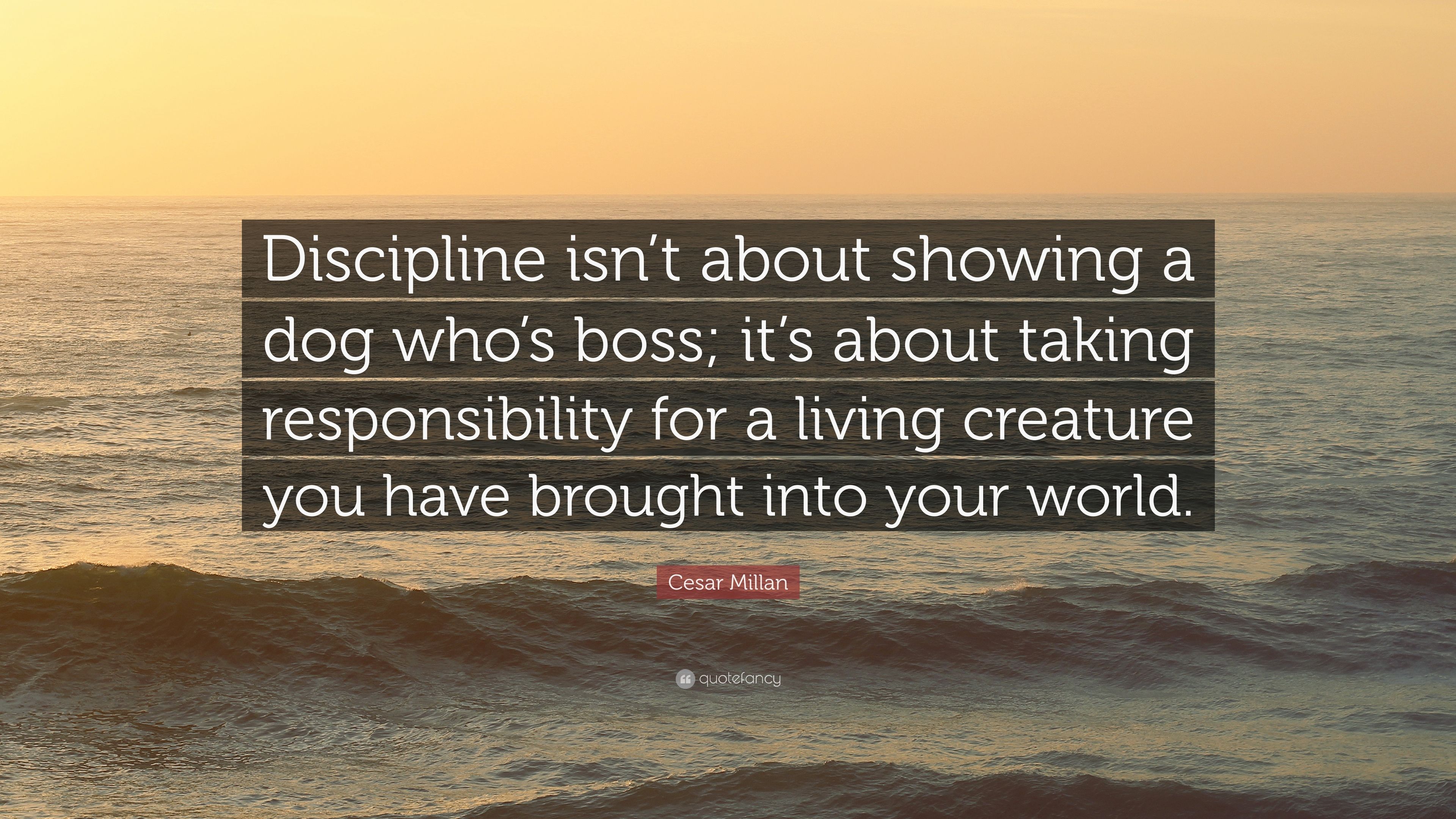 Cesar Millan Quote: “Discipline isn't about showing a dog who's boss