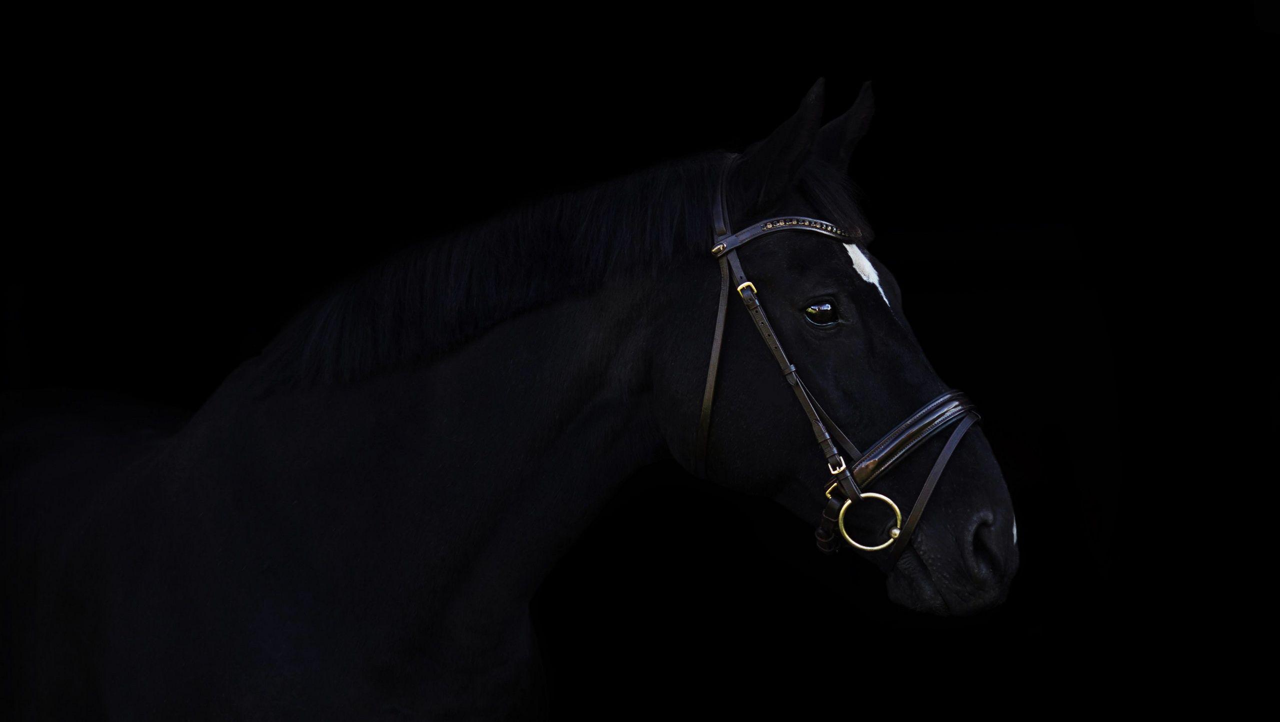 Dark Horse, HD Animals, 4k Wallpaper, Image, Background, Photo