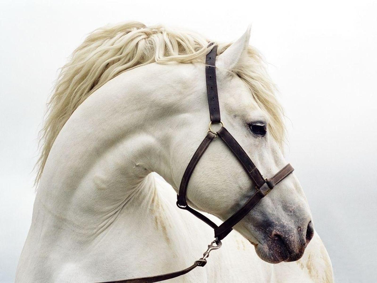 Animal White Horse Background Wallpaper
