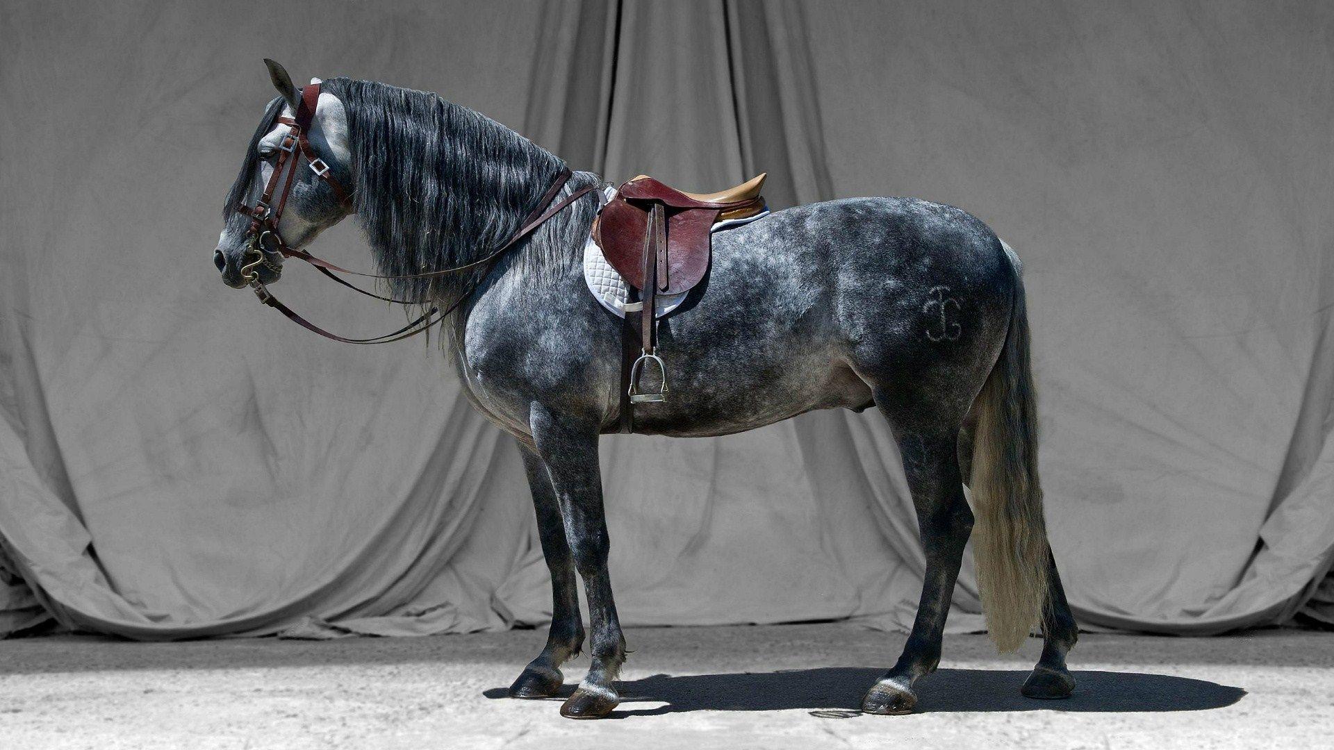 Horse Stallion Bridle Saddle Wallpaper 1920x1080