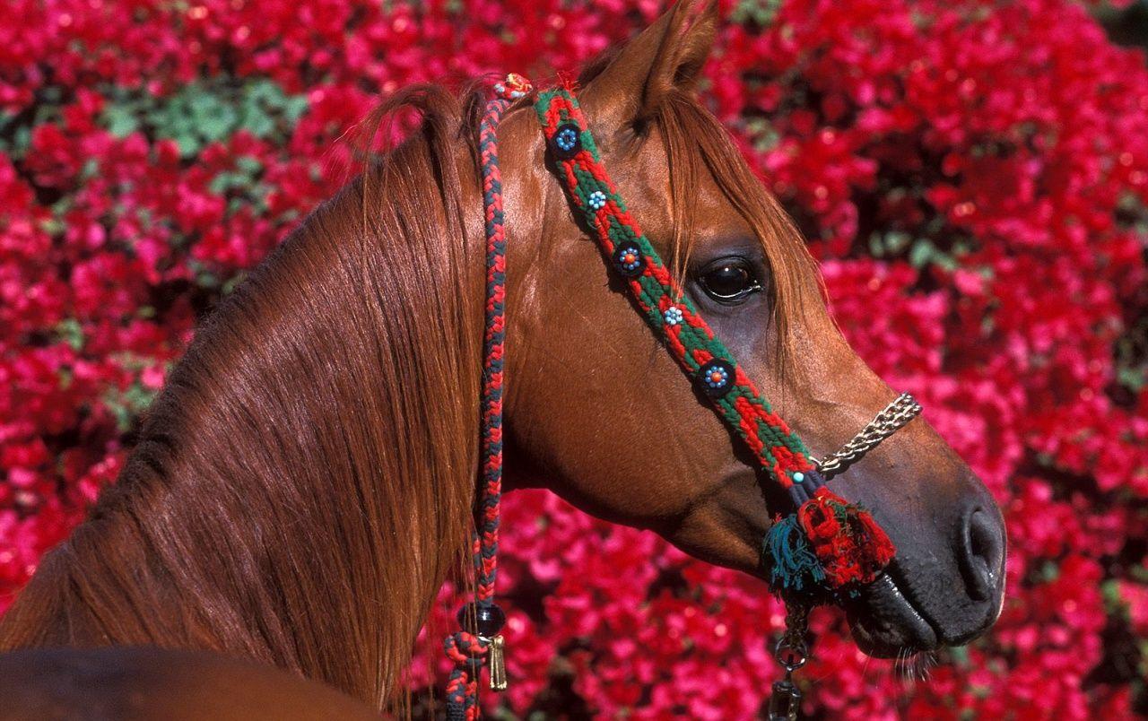 Horse on red wallpaper. Horse on red