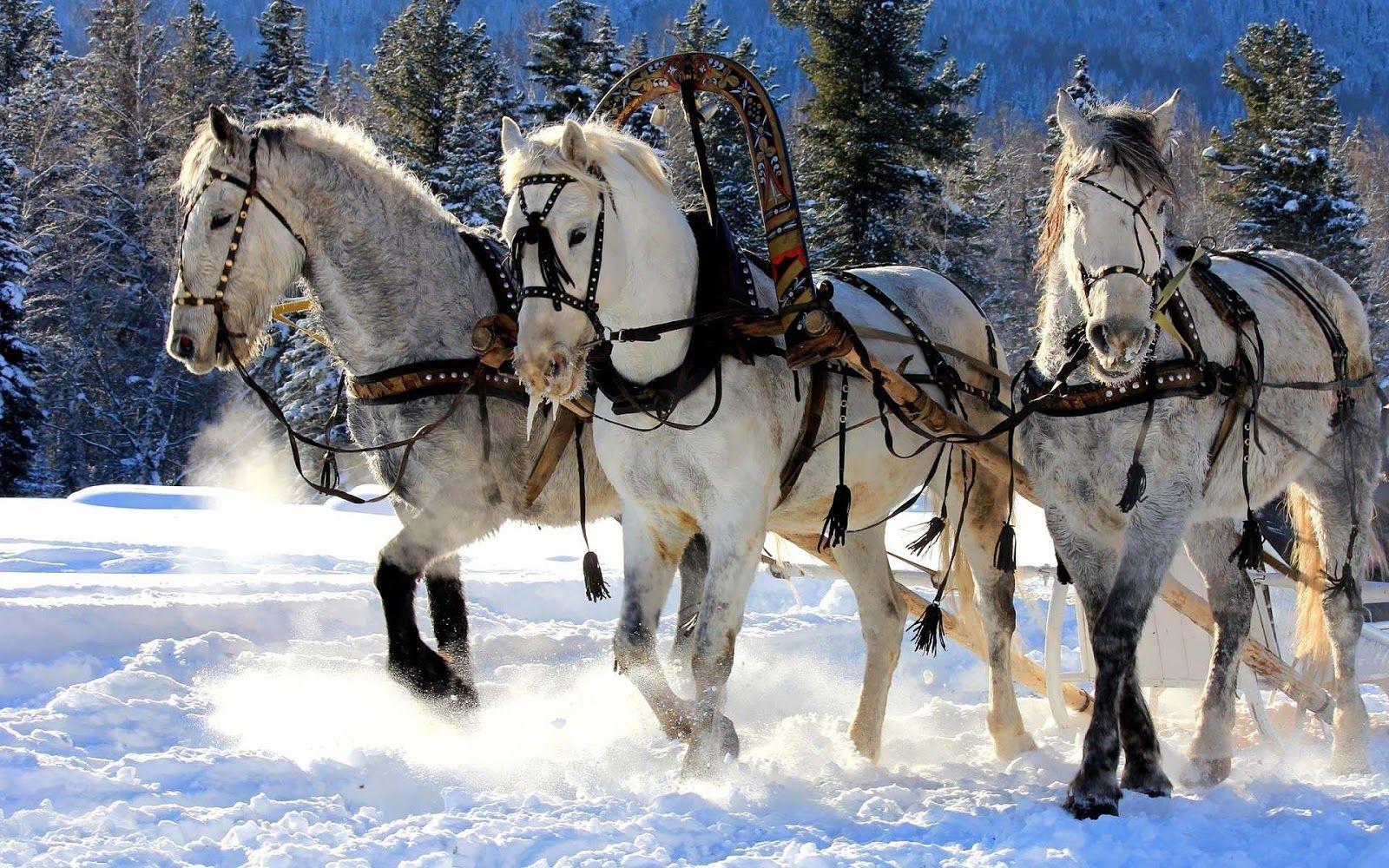 White horses running through snow. HD Animals Wallpaper