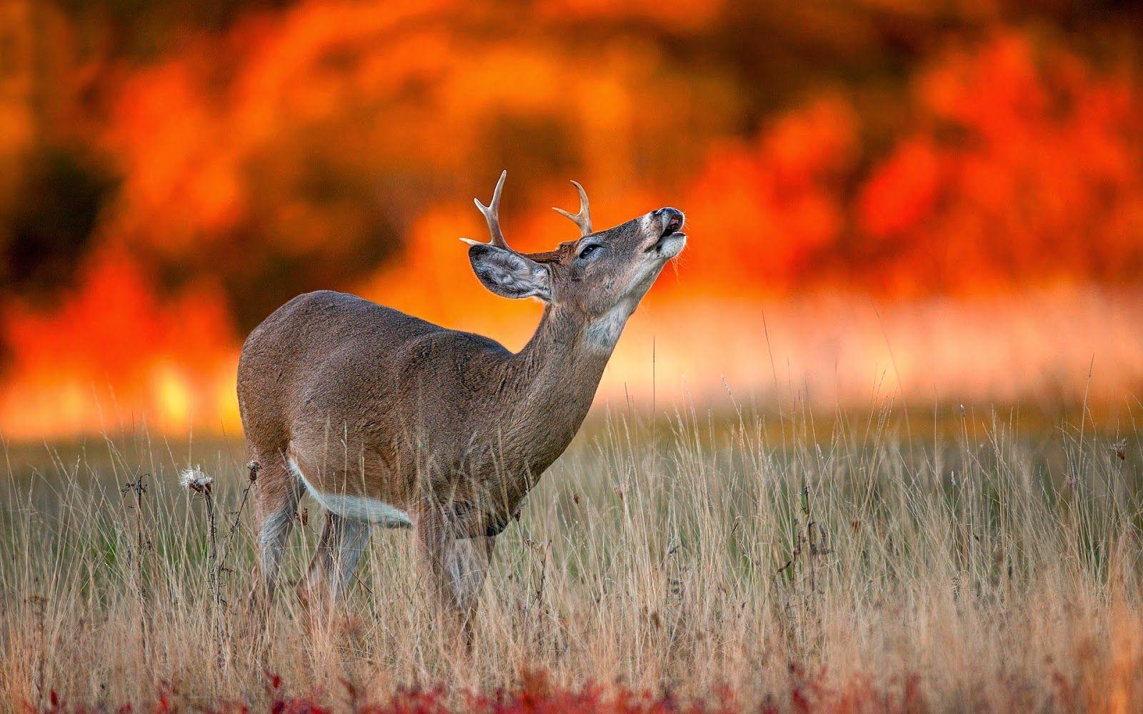 Photo of a deer and wildfire. HD Animals Wallpaper