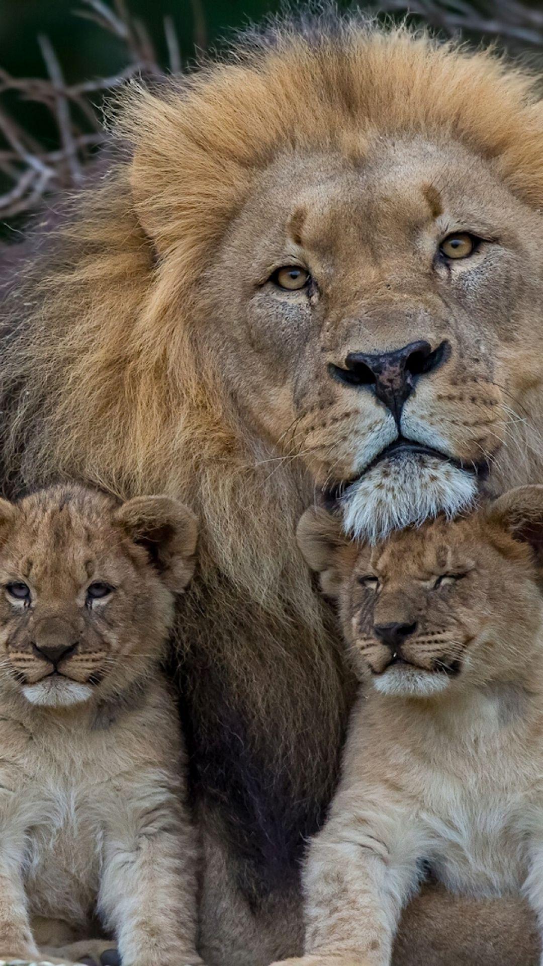 Download Wallpaper 1080x1920 lion, lioness, young, family, predators Sony Xperia Z ZL, Z, Samsung Galaxy S HTC One HD Background. Animals, Lions, Lion family