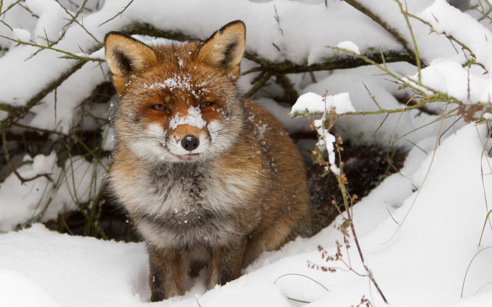 Winter wallpaper with a red fox. HD Animals Wallpaper