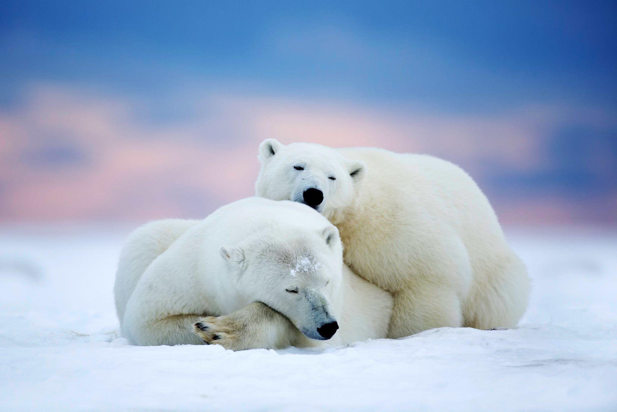 Polar bears two sleeping snow sky winter animals bear wallpaper