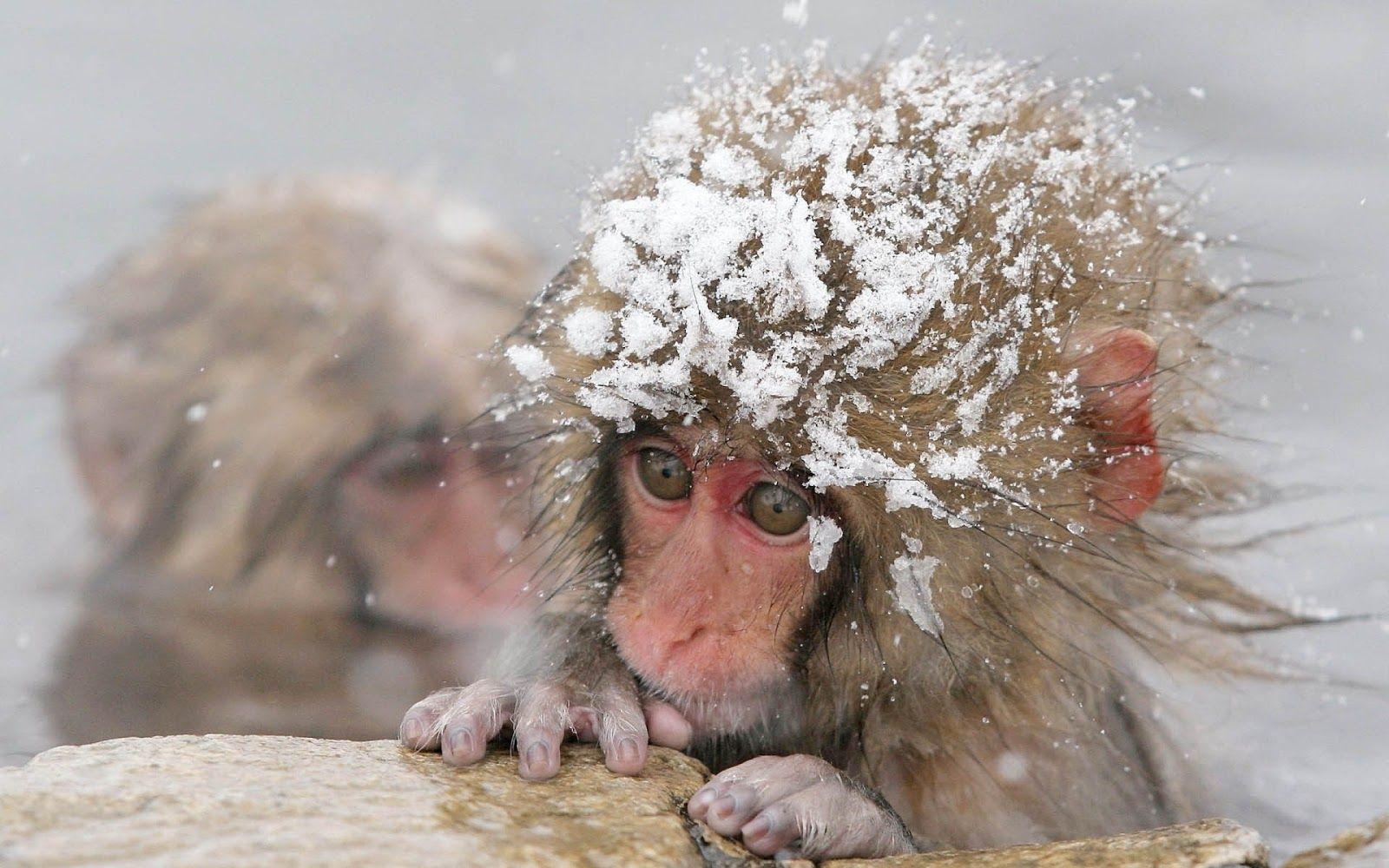 Wallpaper of a monkey in the winter. HD Animals Wallpaper