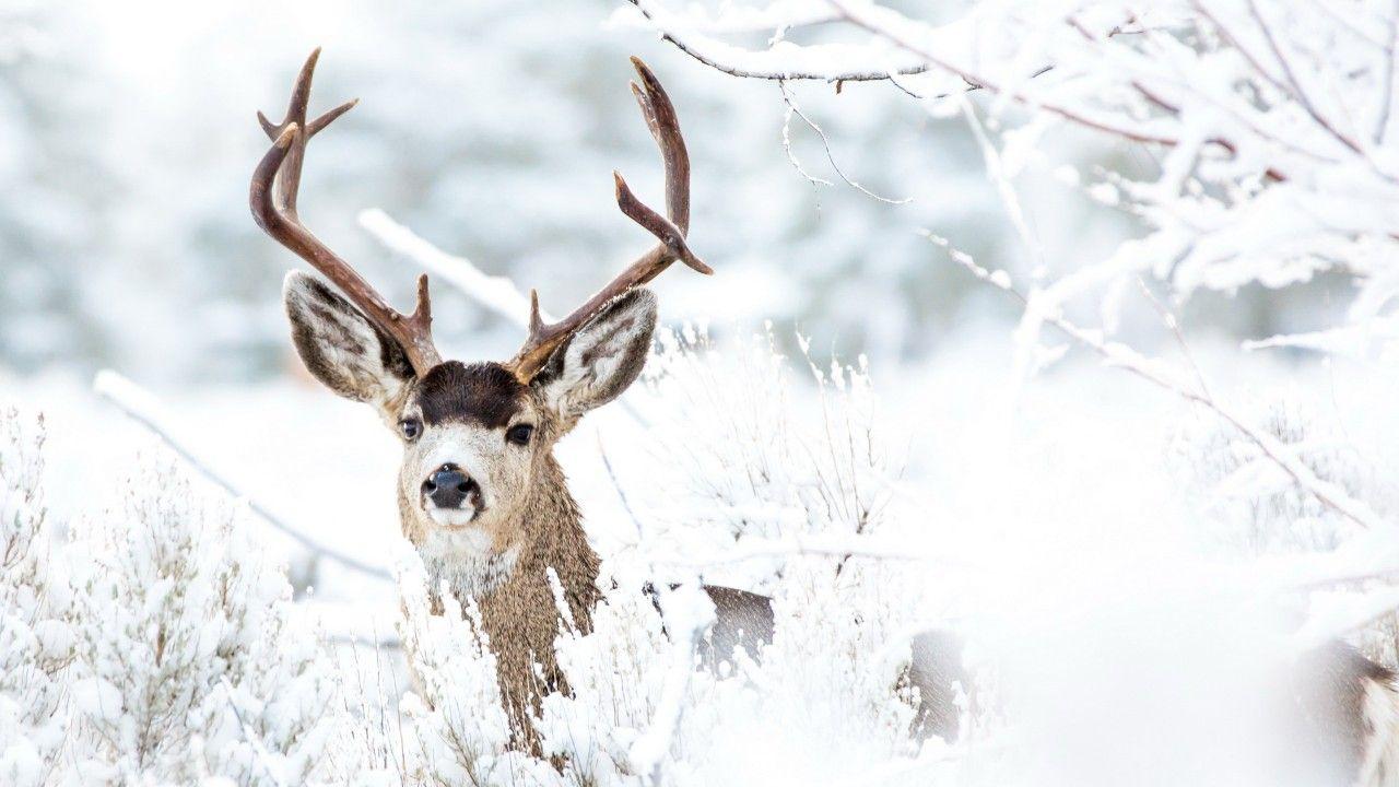 Wallpaper Deer, Winter snow, Animals