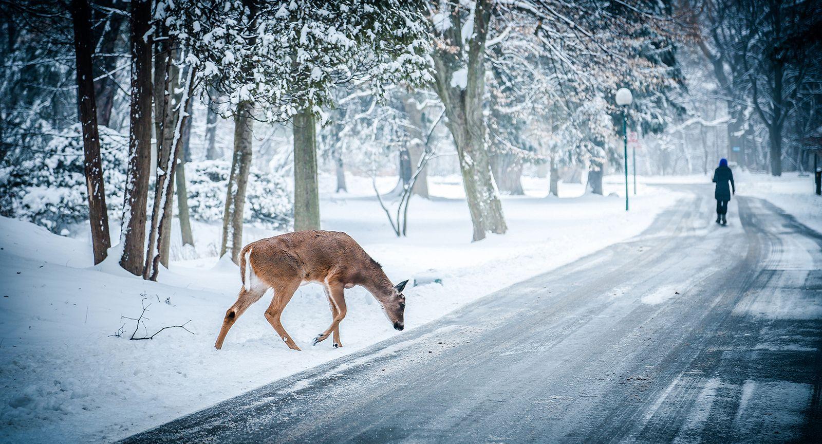 Snow, Winter, Christmas, Deer, Wild Life, Widescreen Picture Of