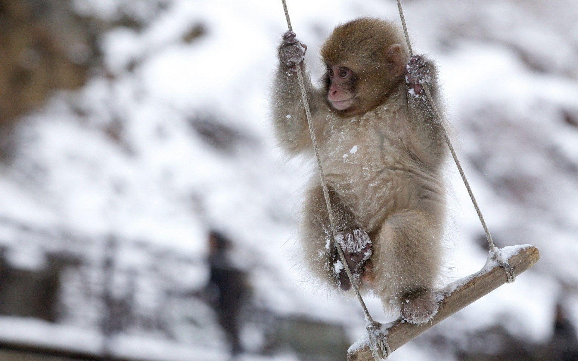 Baby Animals: Fun Monkey Swing Snow Mood Animals Winter Baby Animal