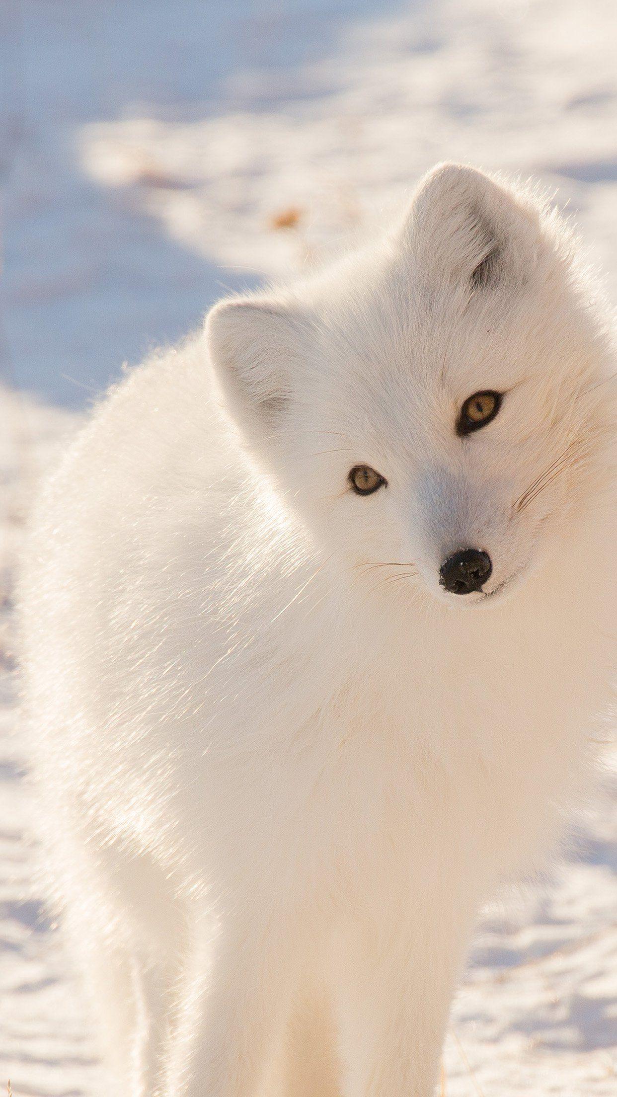 iPhone X wallpaper. winter animal fox white