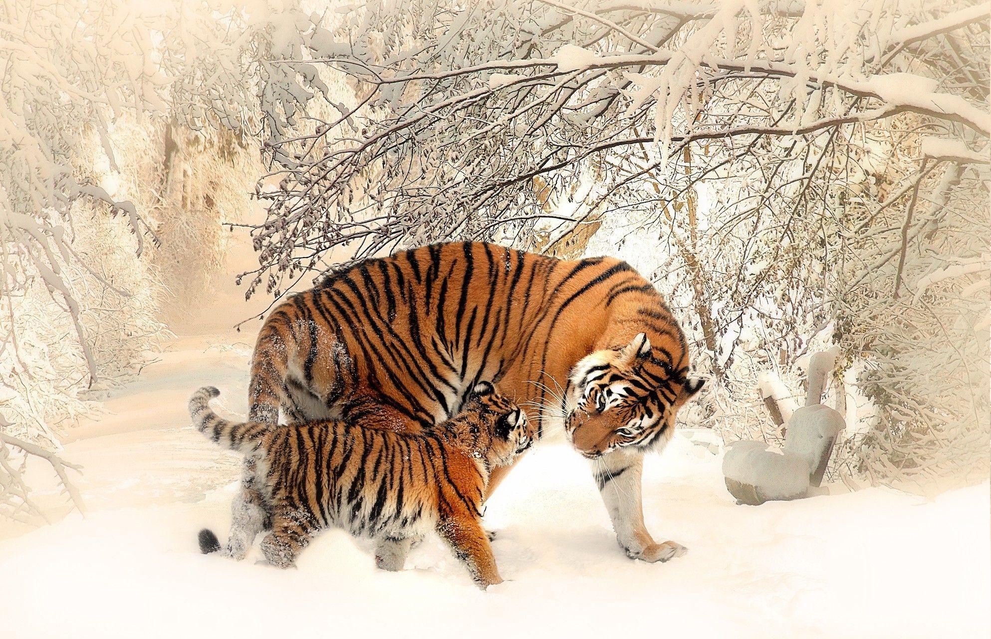 tiger, Snow, Winter, Animals Wallpaper HD / Desktop and Mobile