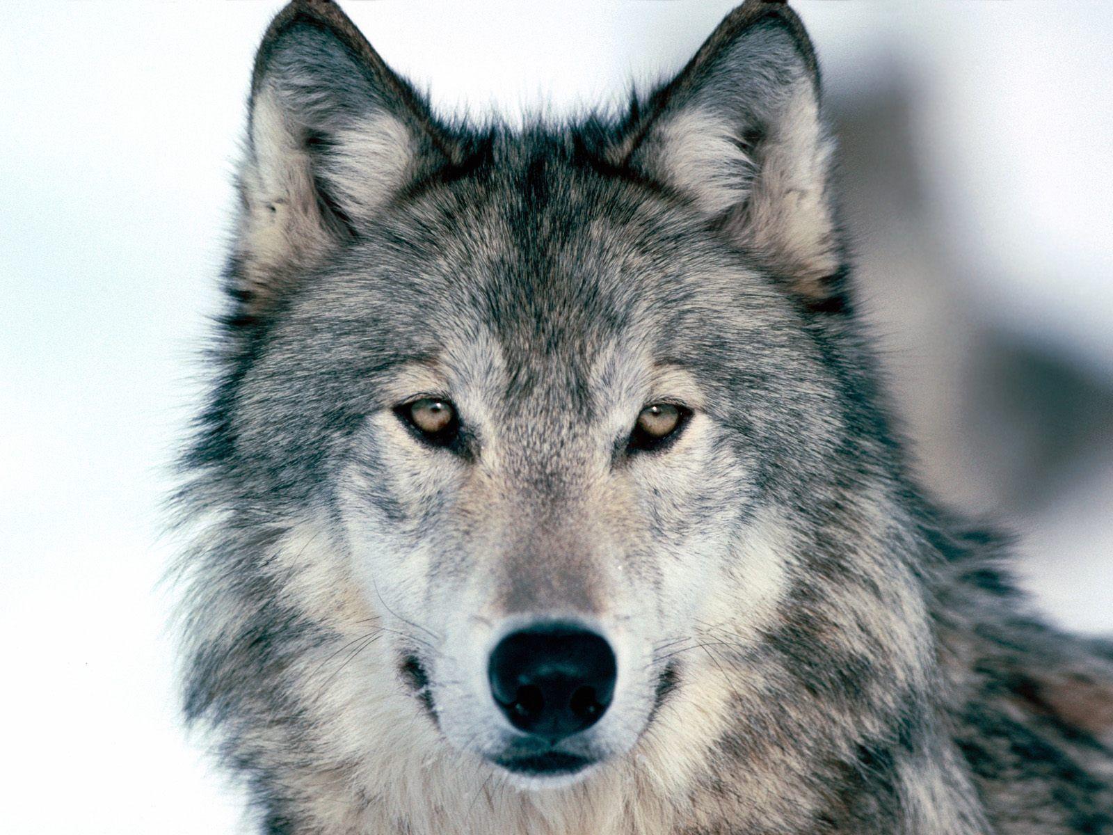 Look Into My Eyes Winter Wolf Wallpaper Wolves Animals Wallpaper
