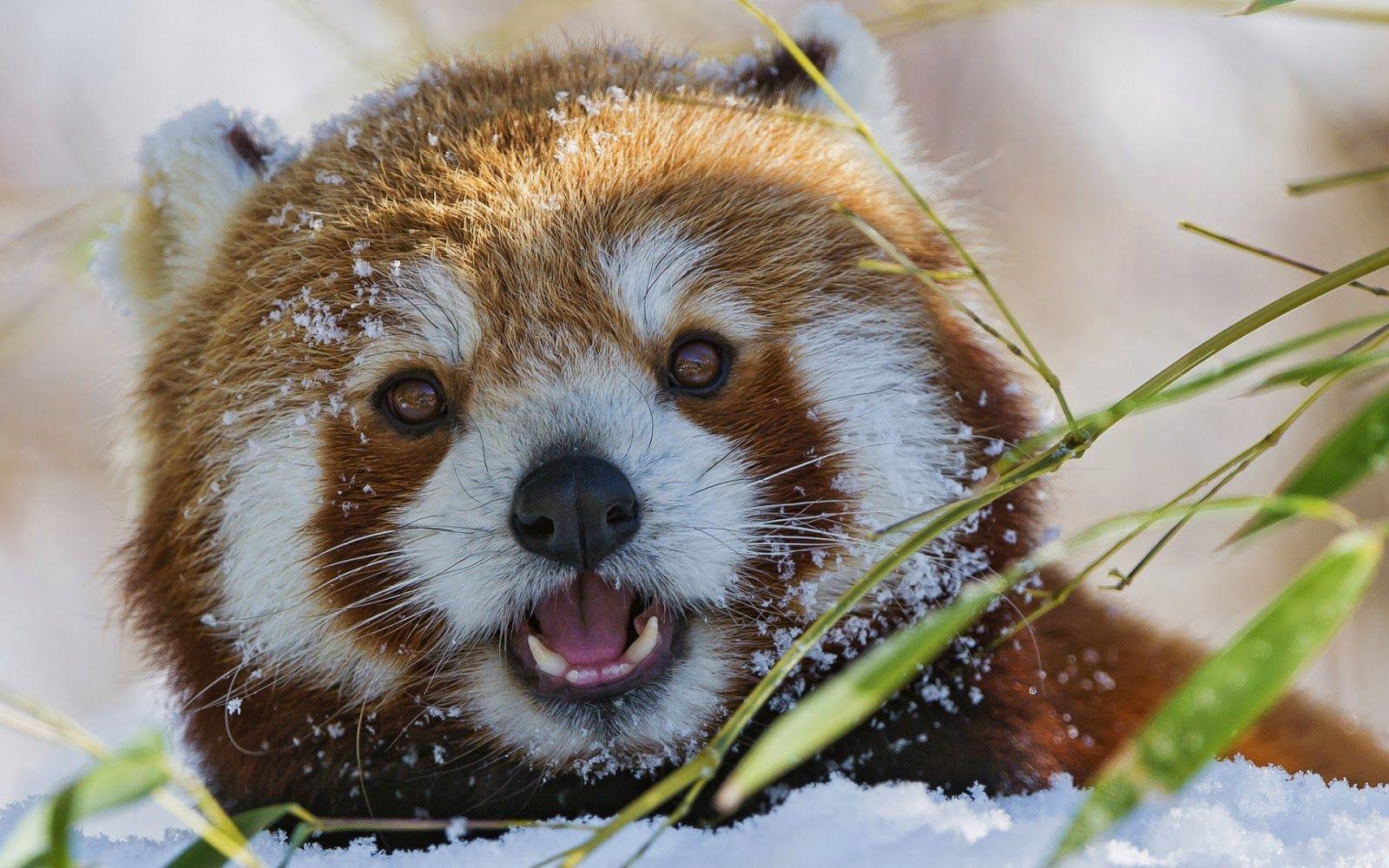 Winter wallpaper with a red panda. HD Animals Wallpaper