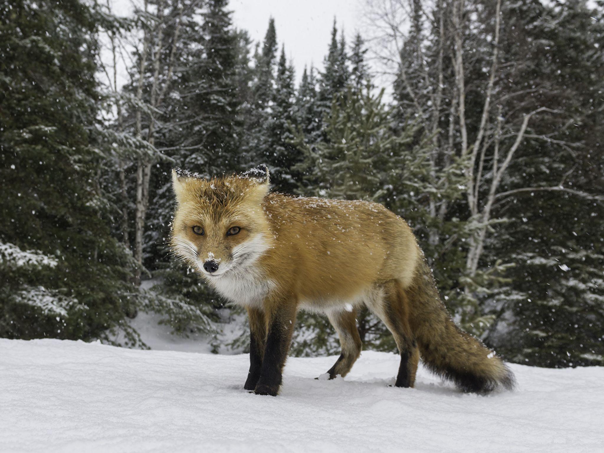 Wallpaper Foxes Winter Snow Animals 2048x1536