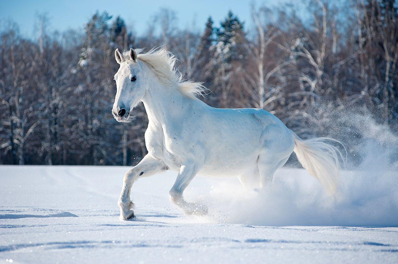 Wallpaper Horses Run White Winter Snow Animals