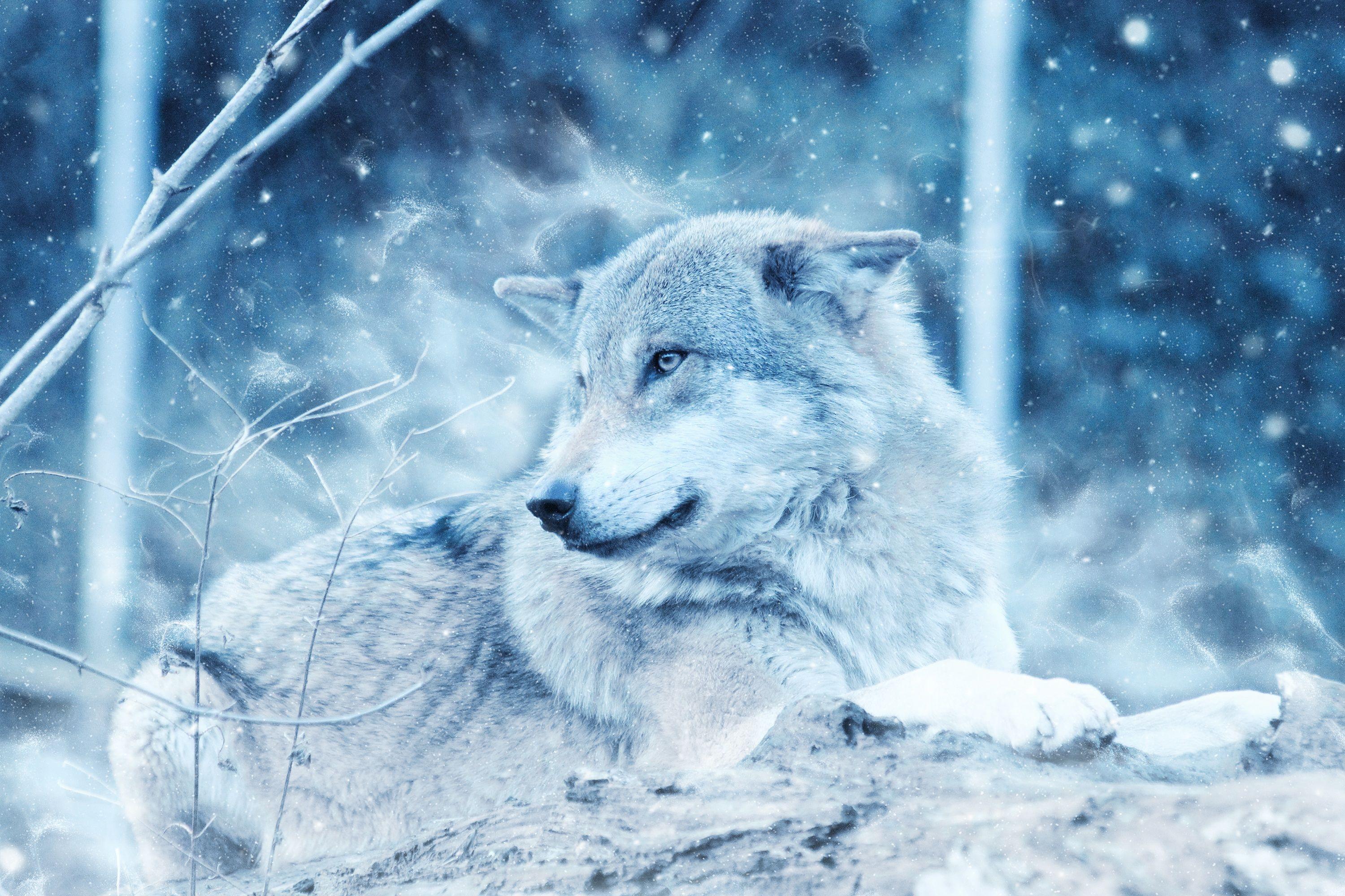 Wallpaper Wolf, Winter, Blue eyes, 4K, Animals