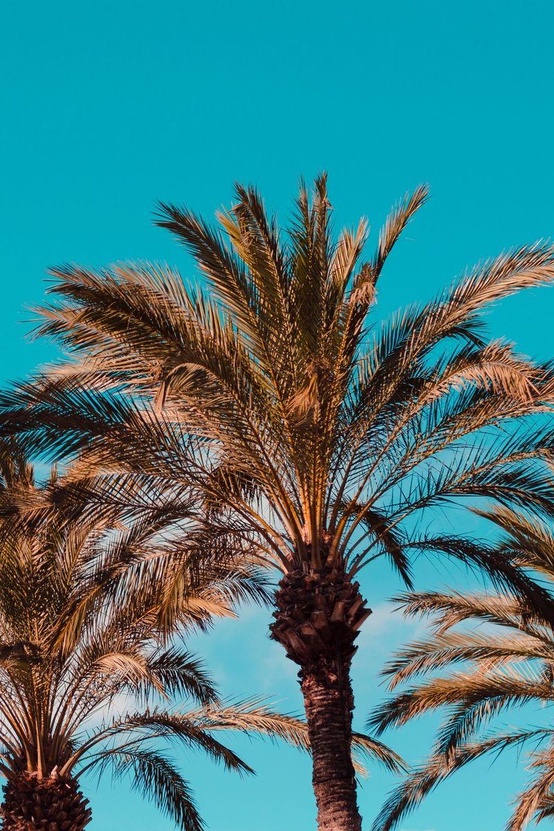 Download Wallpaper 800x1200 Palm Trees, Genoa, Italy Iphone 4s 4