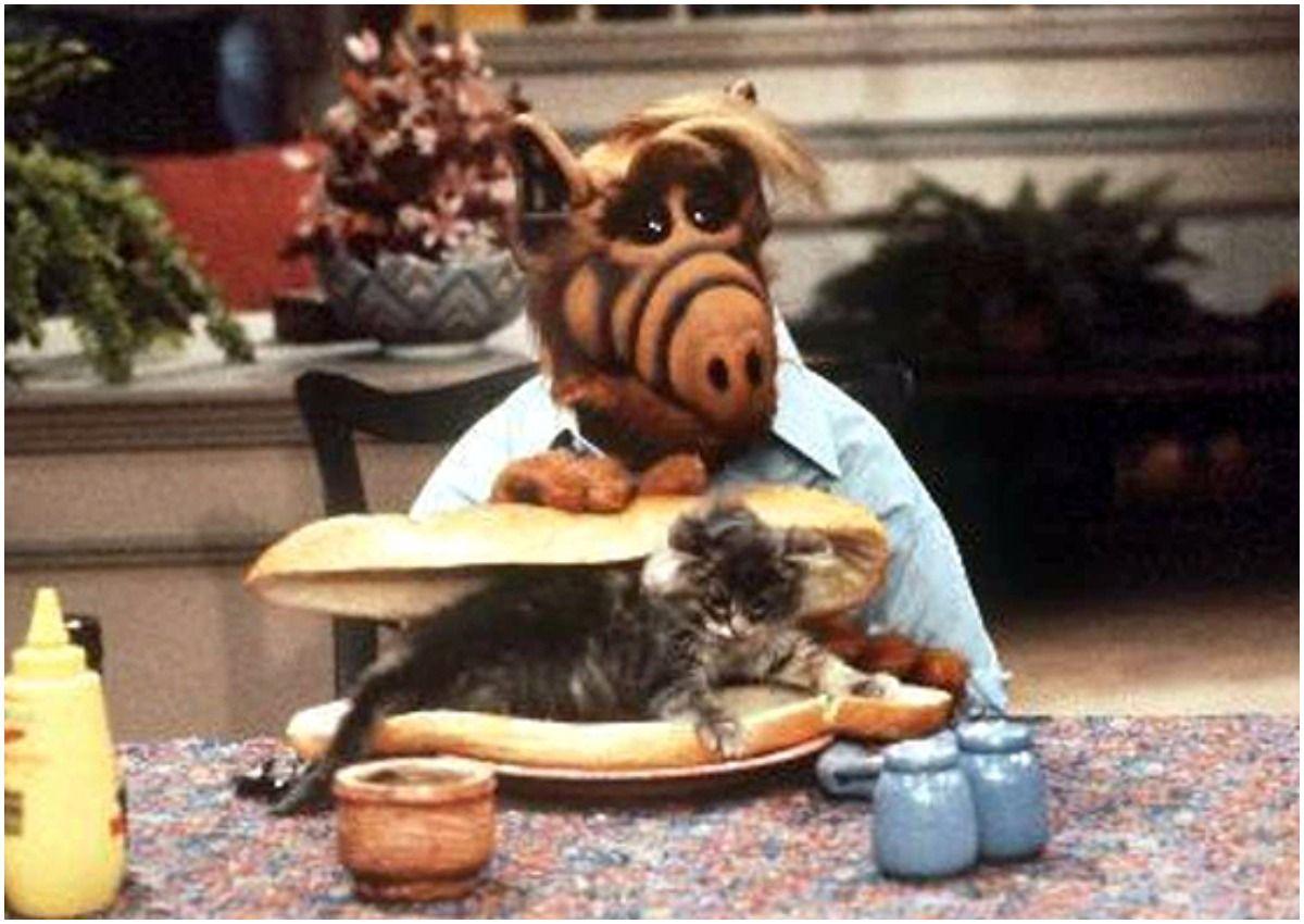 Things You Didn't Know About Alf That Would Make Our Favorite