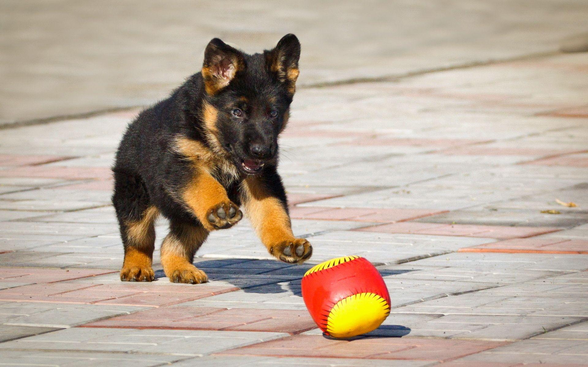 German Shepherd a ball a puppy wallpaperx1200