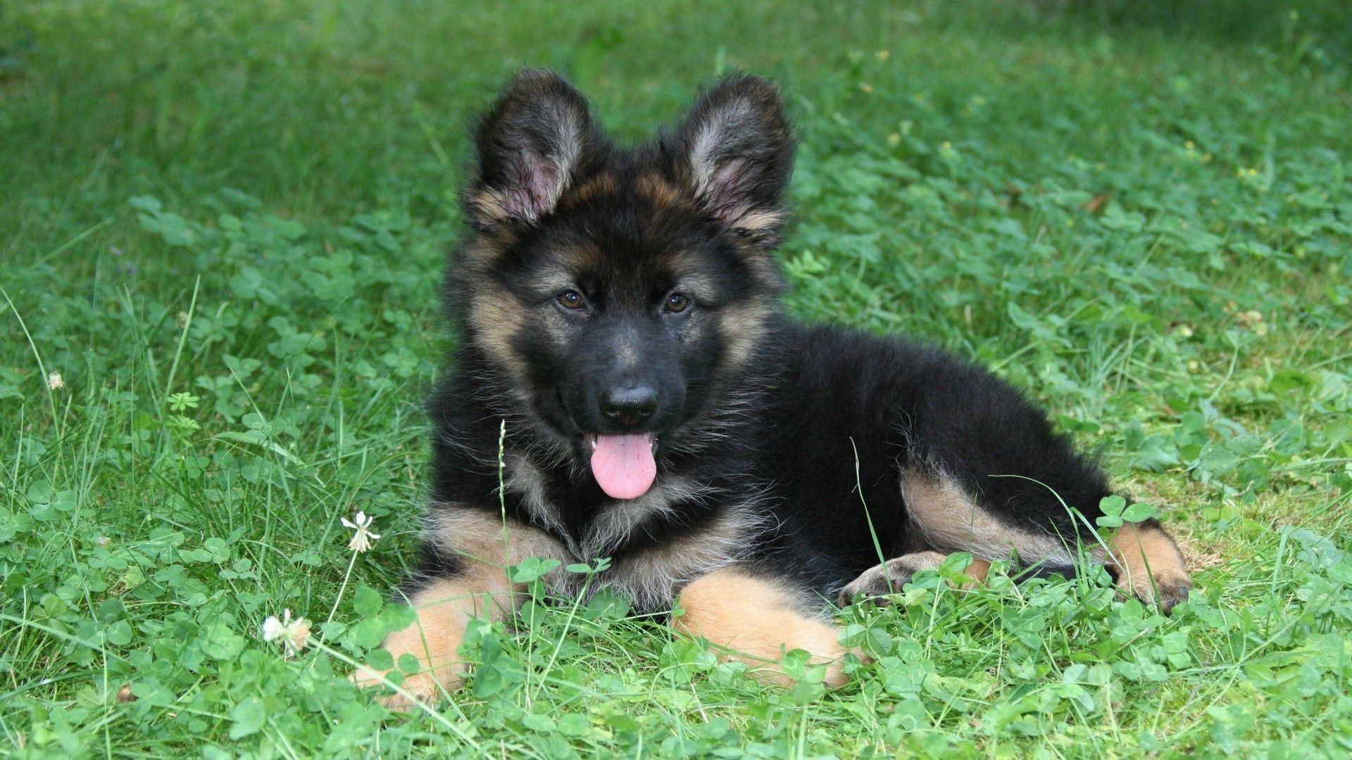 dog animals tongues german shepherd wallpaper and background