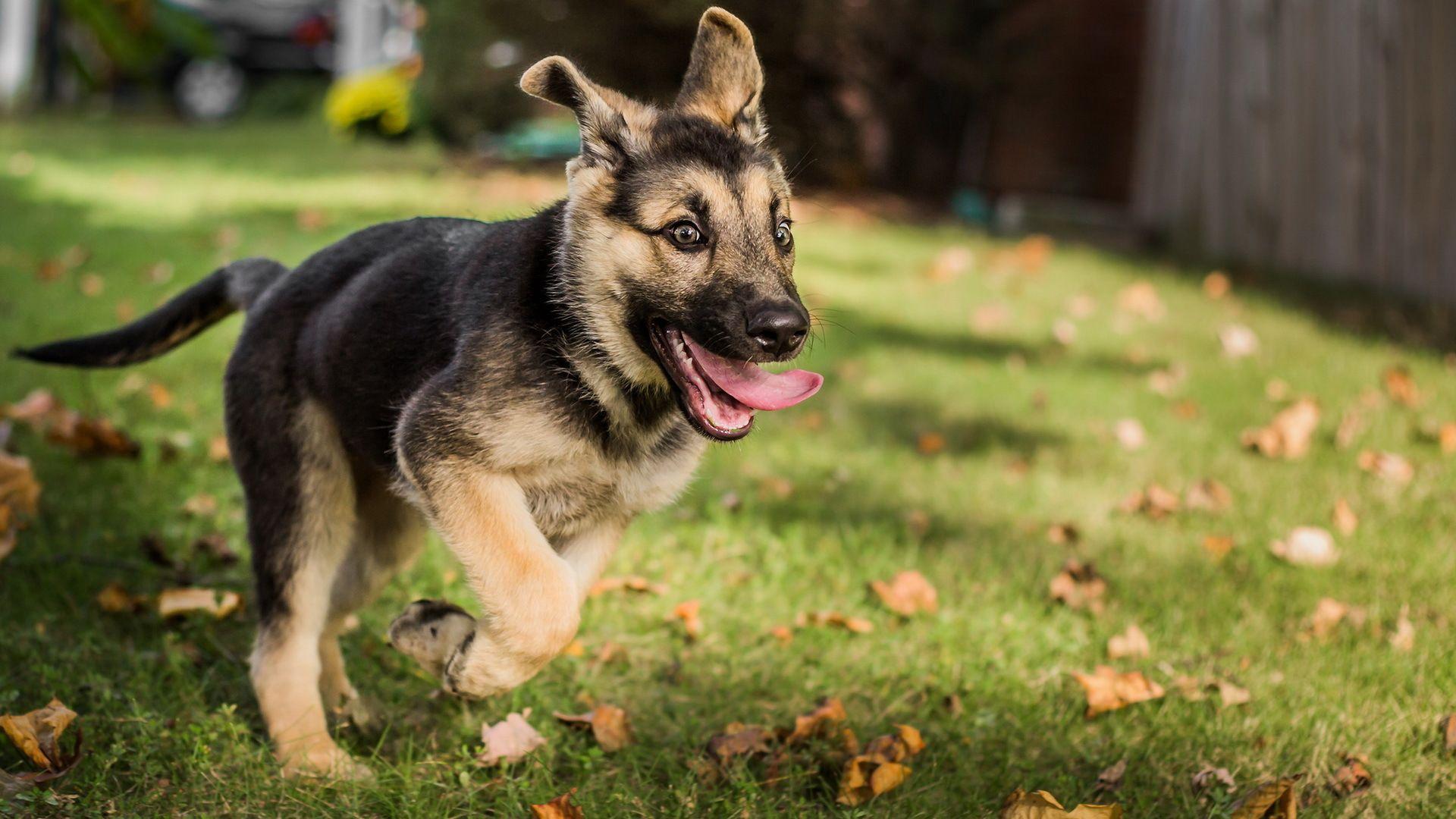 Picture Puppy Shepherd German Shepherd Dogs Run Grass 1920x1080