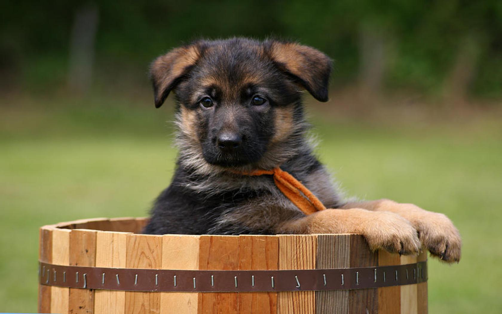 Baby German Shepherd Wallpaper (900x595, 68.69 Kb)