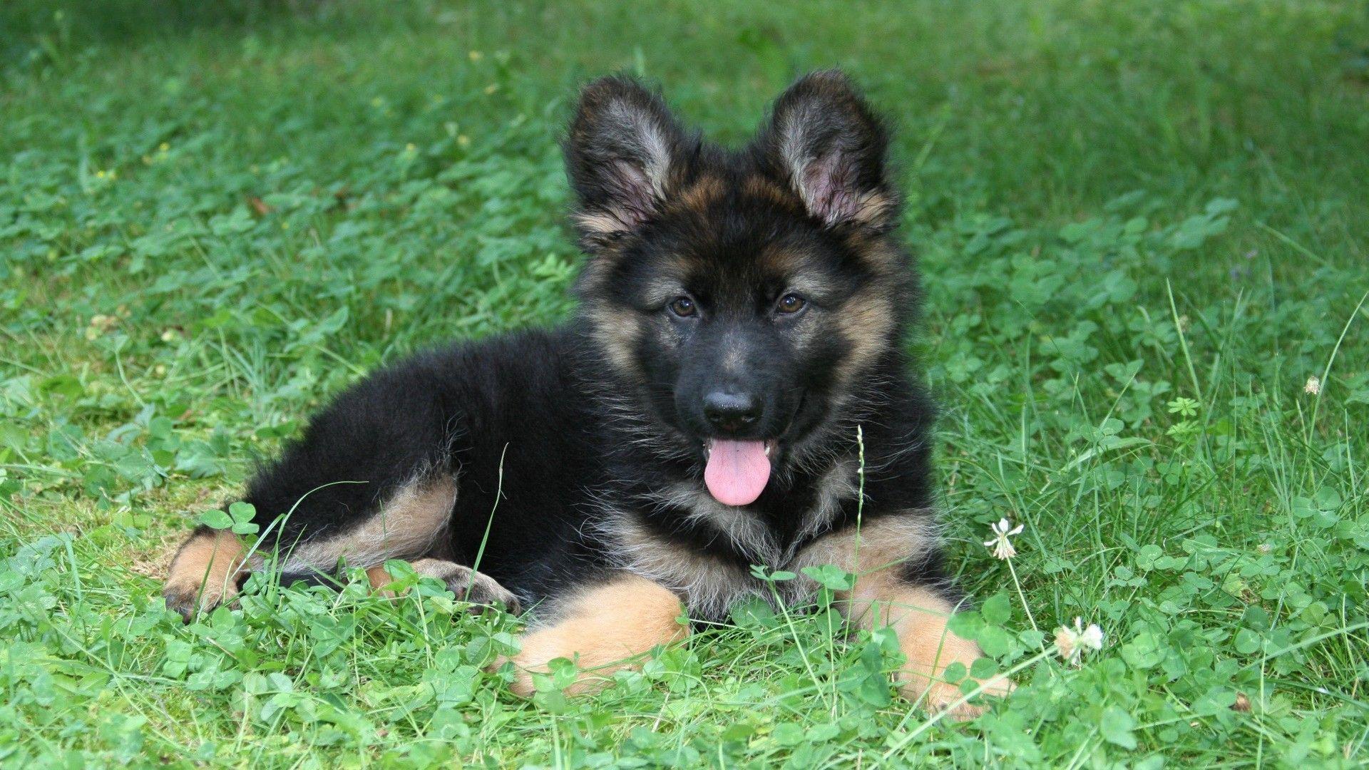 German Shepherd HD Wallpaper and Background Image