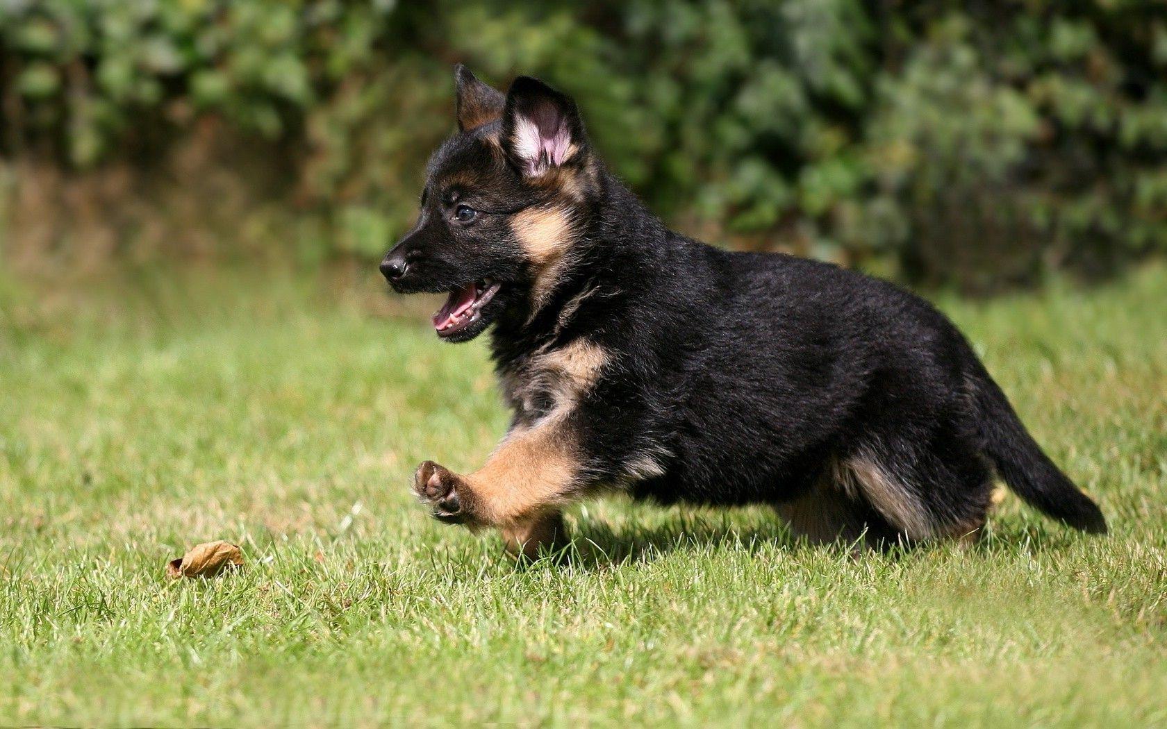 animals dog puppies german shepherd wallpaper and background