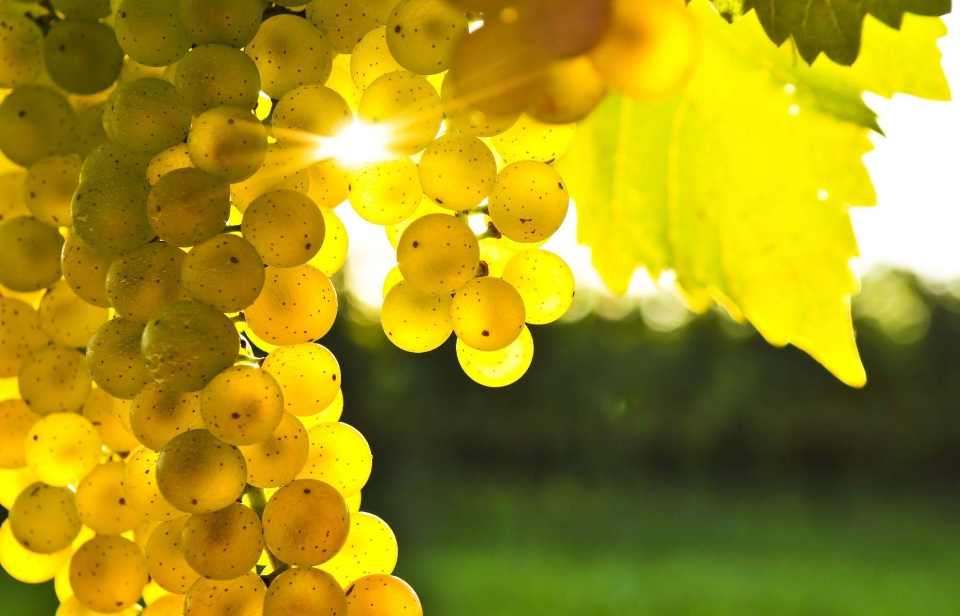 Yellow Grapevine. HD Nature Wallpaper for Mobile and Desktop