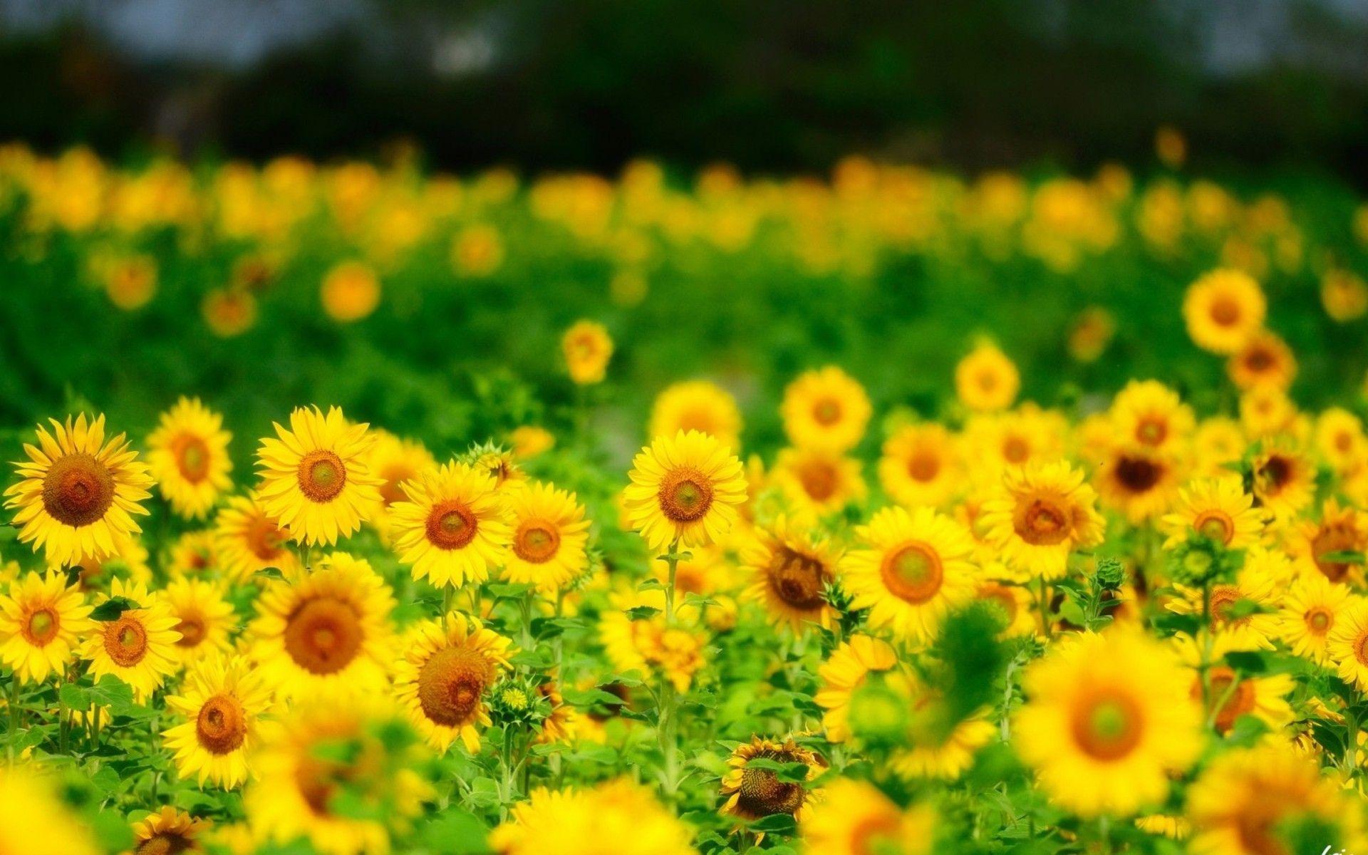 Flowers: Yellow Flowers Sunflowers Summer Wallpaper Of Nature