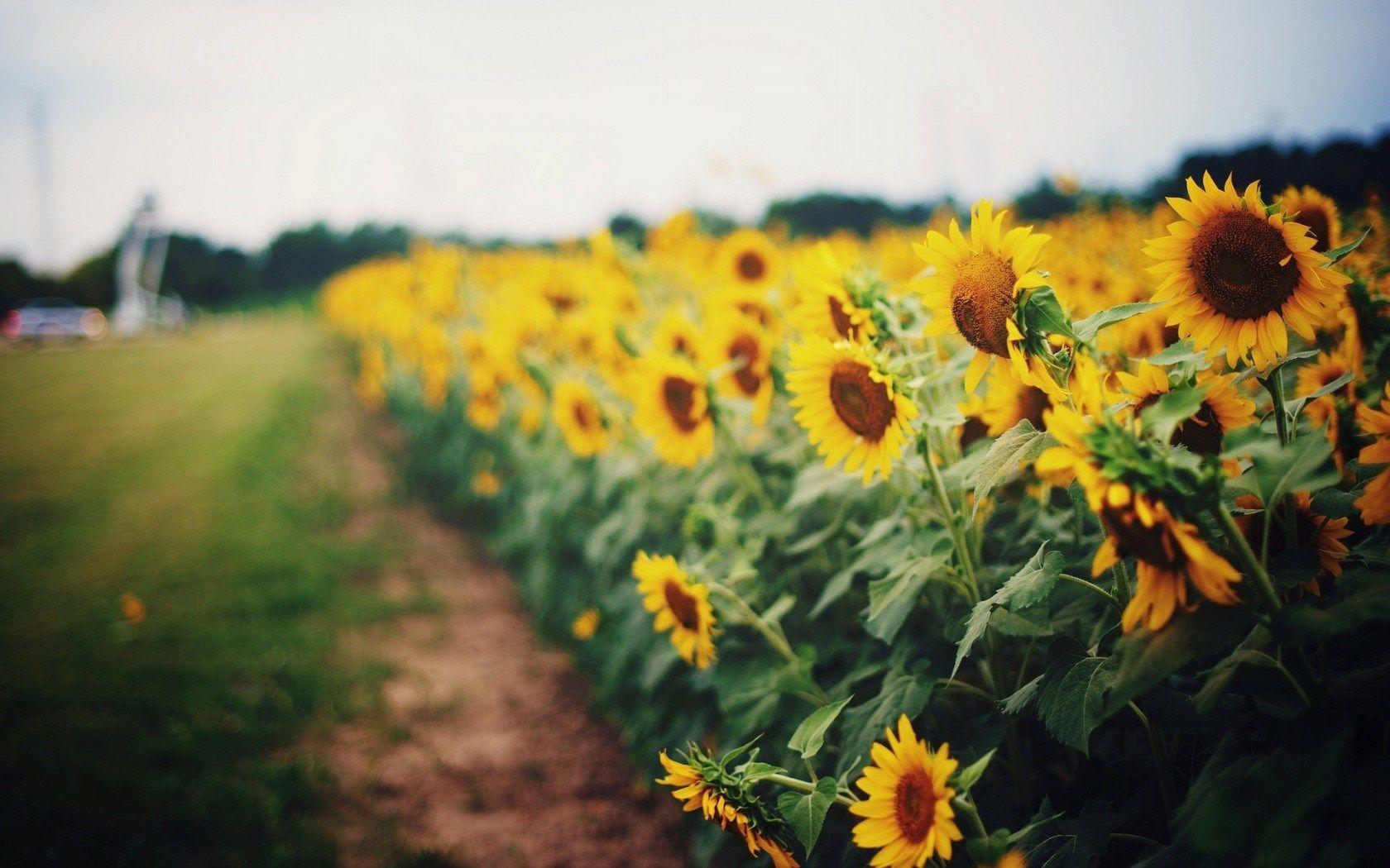 Sunflowers Yellow Field Nature