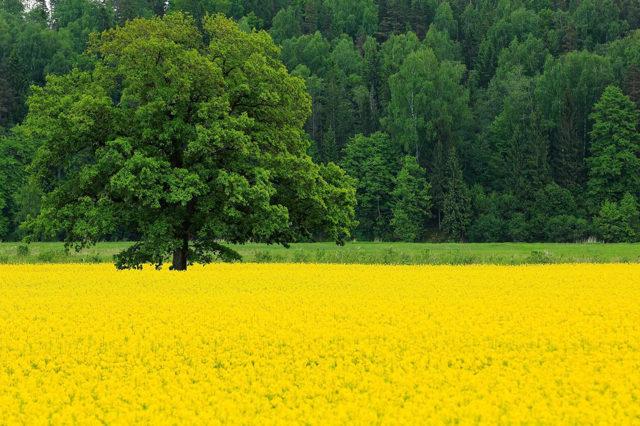image Nature Yellow Rapeseed Fields Trees 2048x1365