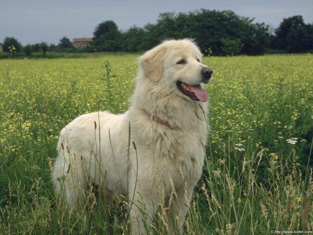 White Dog HD pics. Free Download HD Wallpaper
