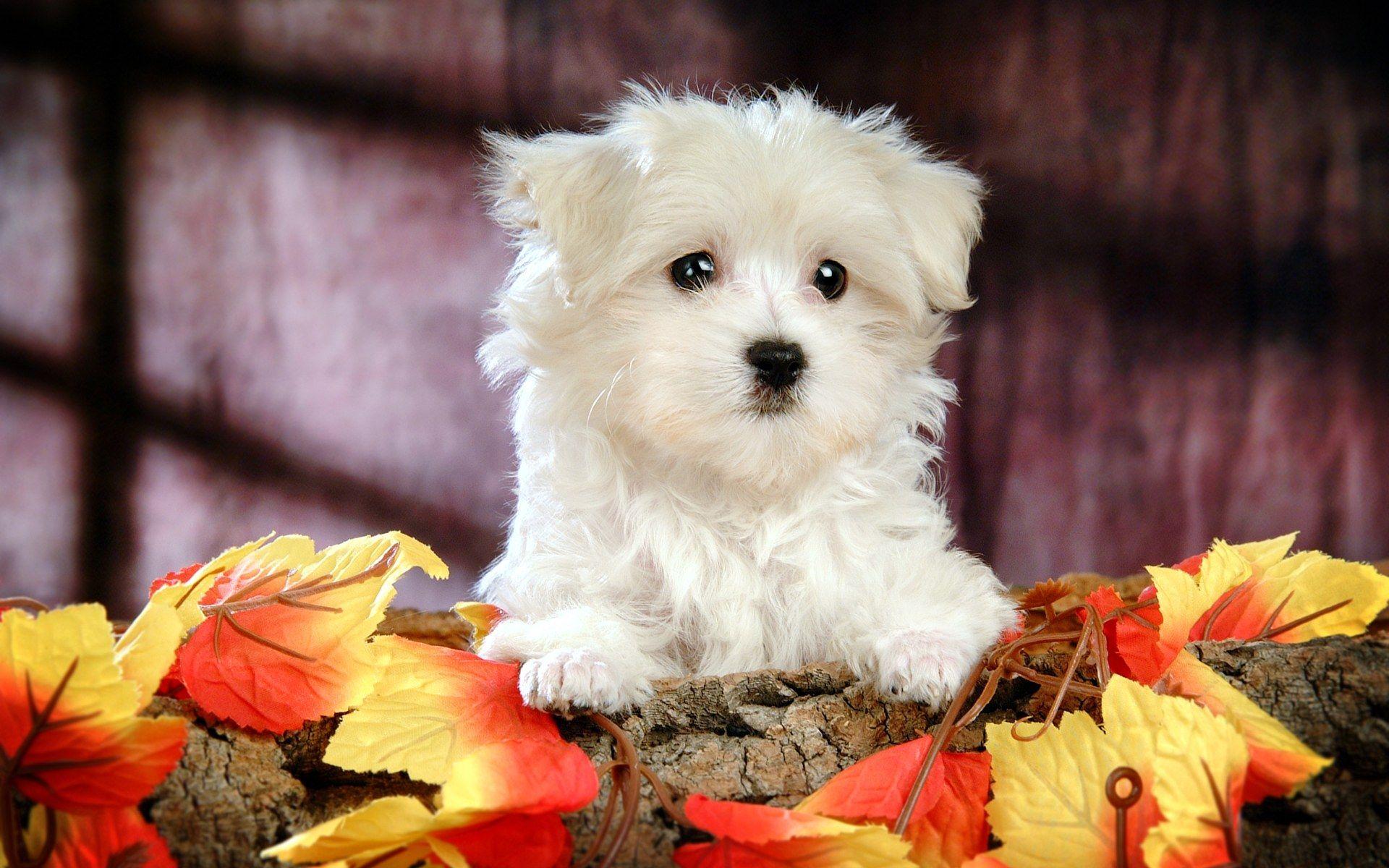 Fluffy Maltese Puppy Dogs Maltese Puppies wallpaper