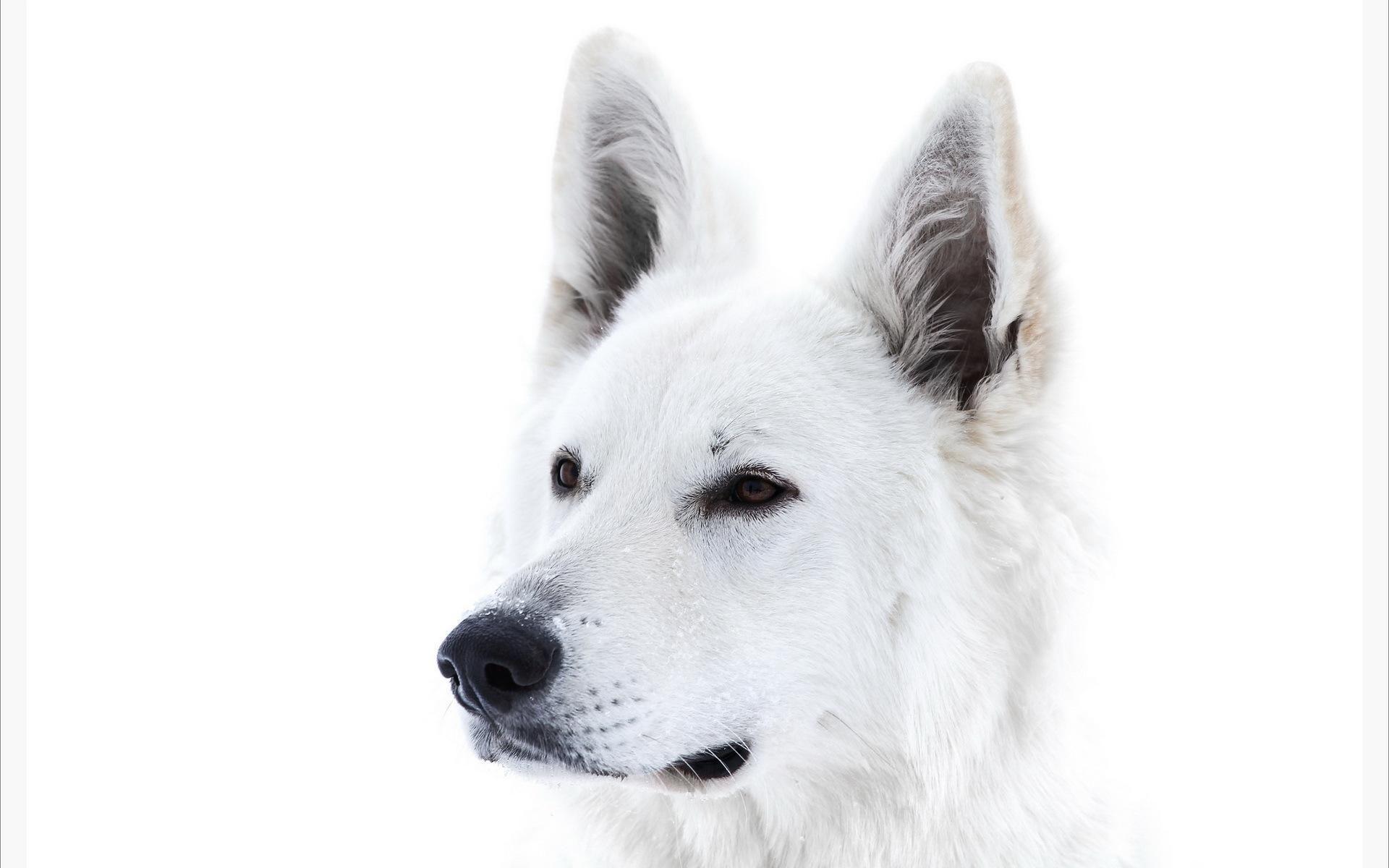 White Dog HD desktop wallpaper .1freewallpaper.com