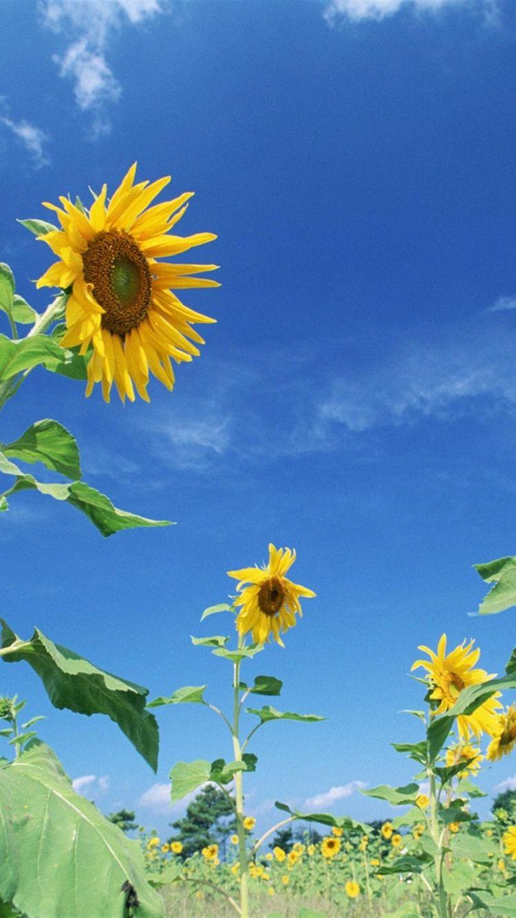 flower sky yellow nature iPhone 6 wallpaper HD and 1080P 6 Plus