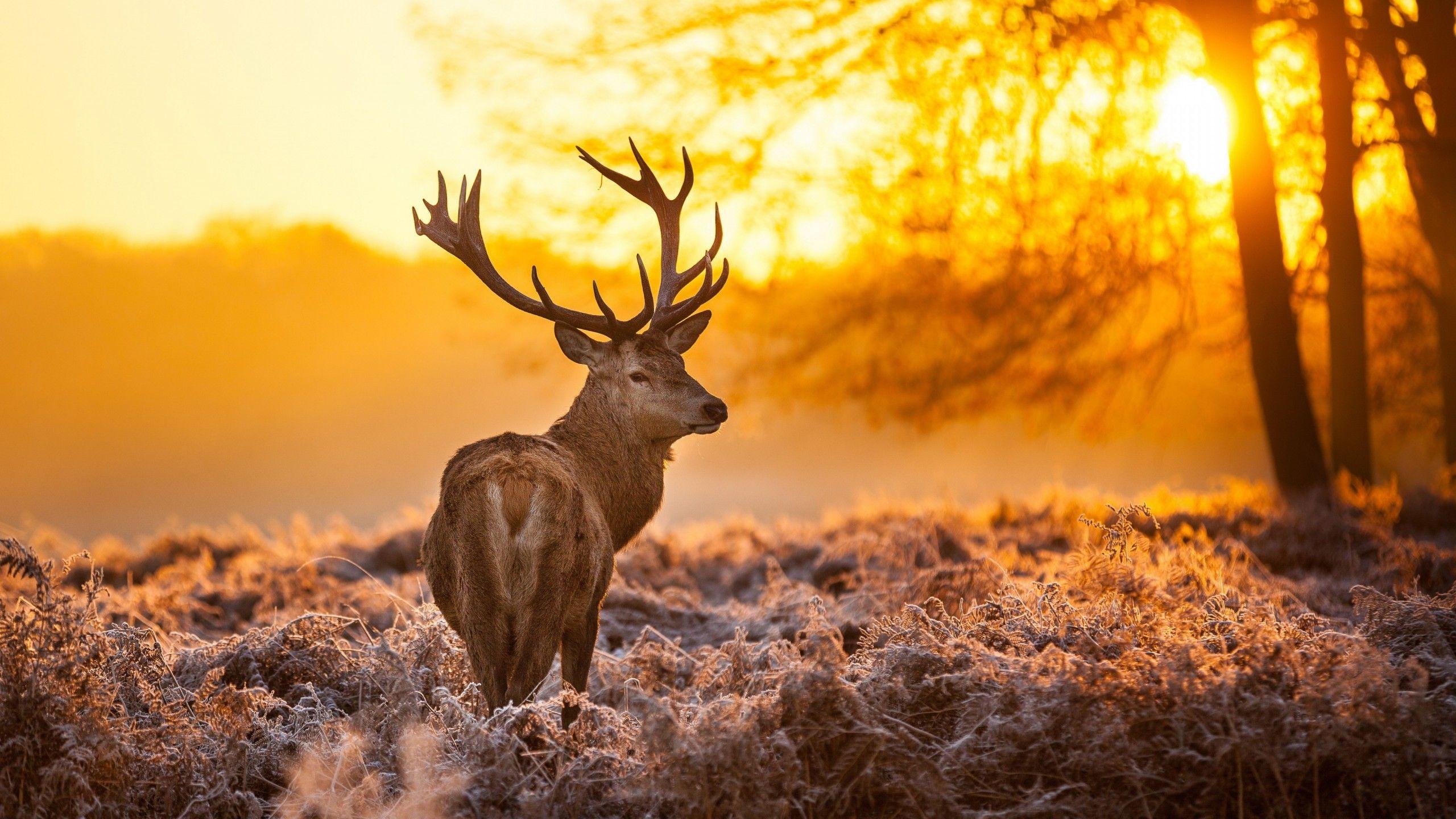 Wallpaper Deer, 4k, HD wallpaper, wild, sun, yellow, nature, winter