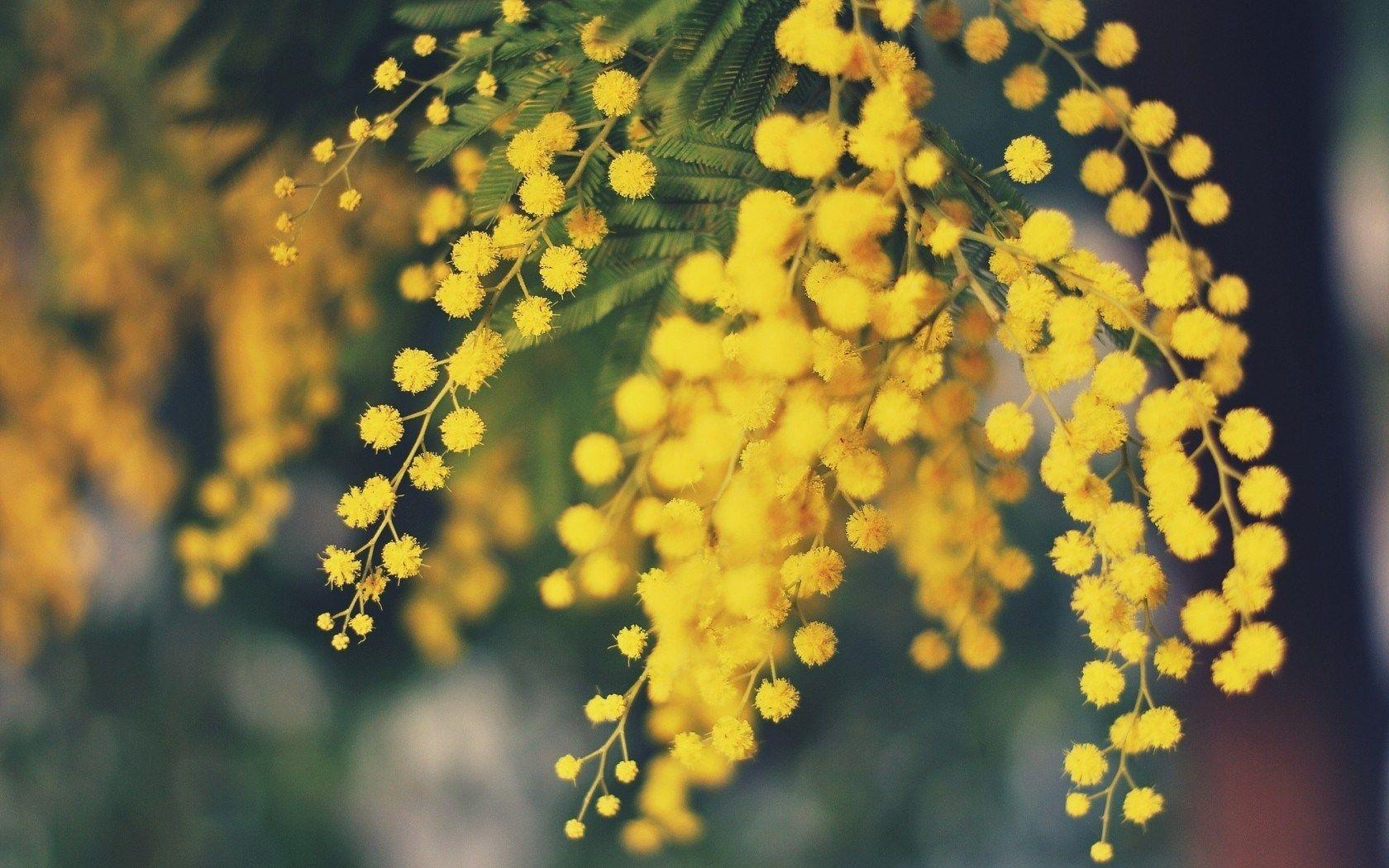 Mimosa Flowers Yellow Nature HD Wallpaper. FreeHDWall.Com. Free HD