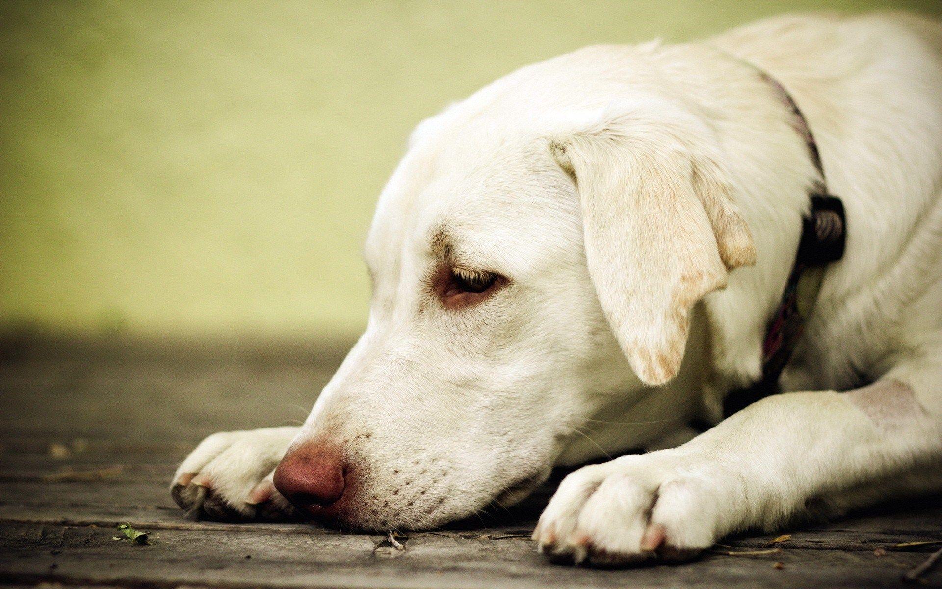 White Dog Wallpaper, High Definition, High Quality