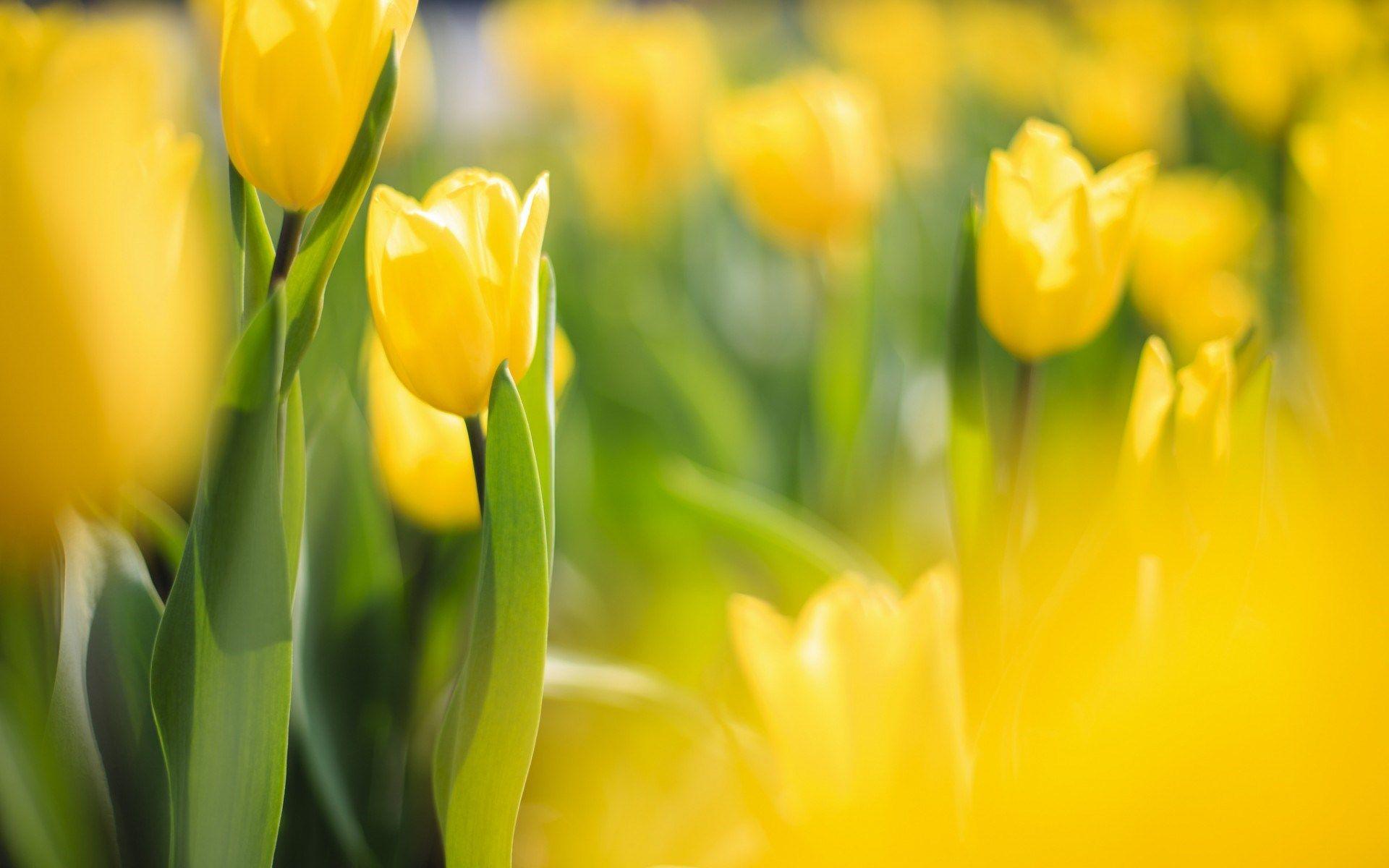 Yellow Spring Wallpapers - Wallpaper Cave