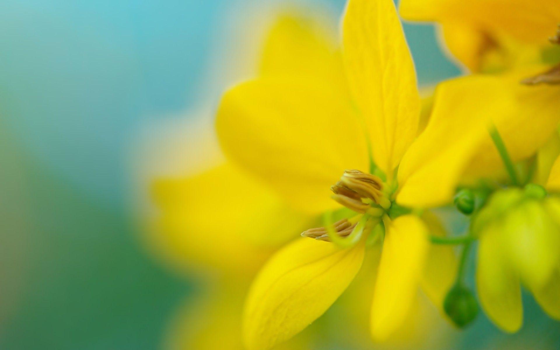 Yellow flower on a blurred background wallpaper and image