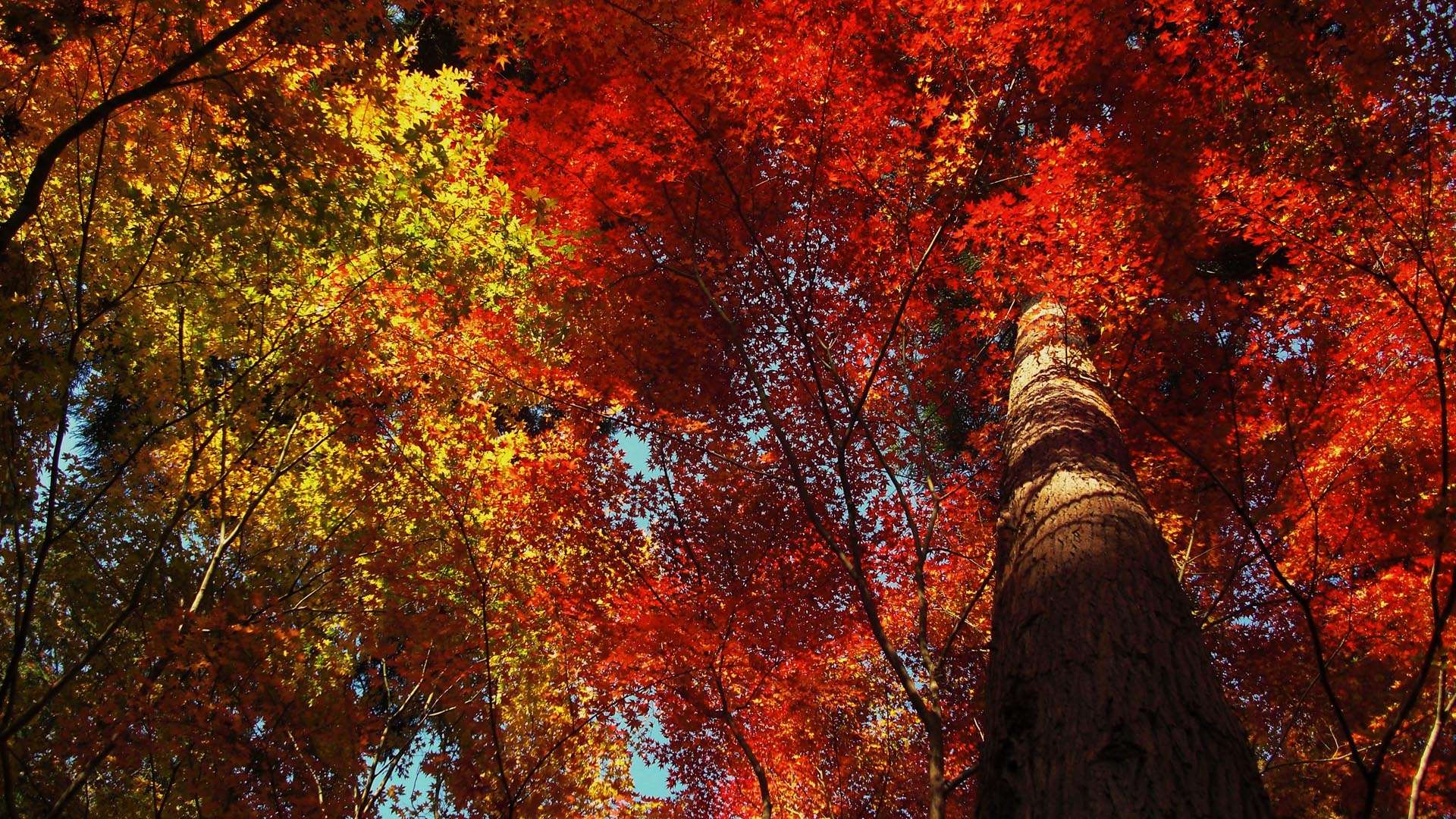 Red and Yellow Leafs HD Wallpaper FullHDWpp HD