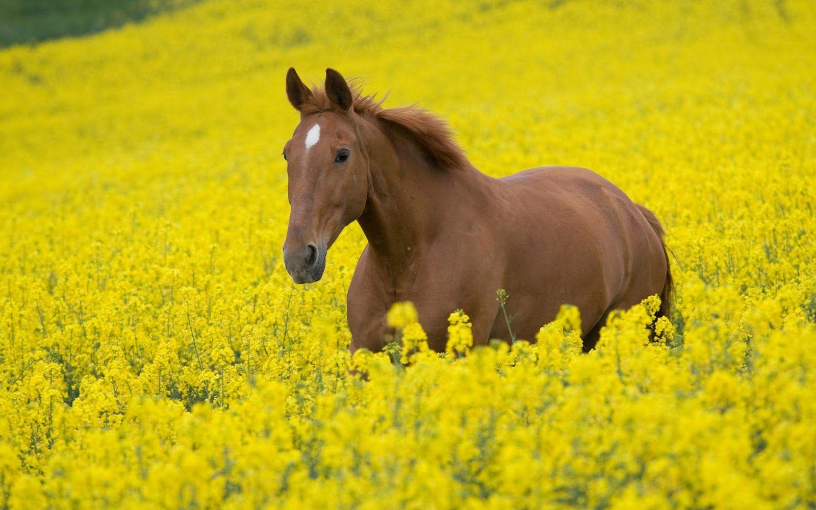 Brown Horse in Yellow Flowers Field HD Wallpaper. HD Nature Wallpaper